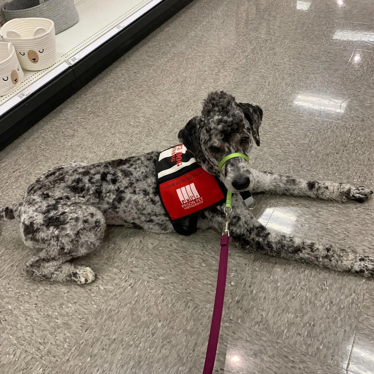 Goldendoodle service dog prospect wearing training vest raised through Oregon's Legendary Goldendoodles temperament-focused breeding program