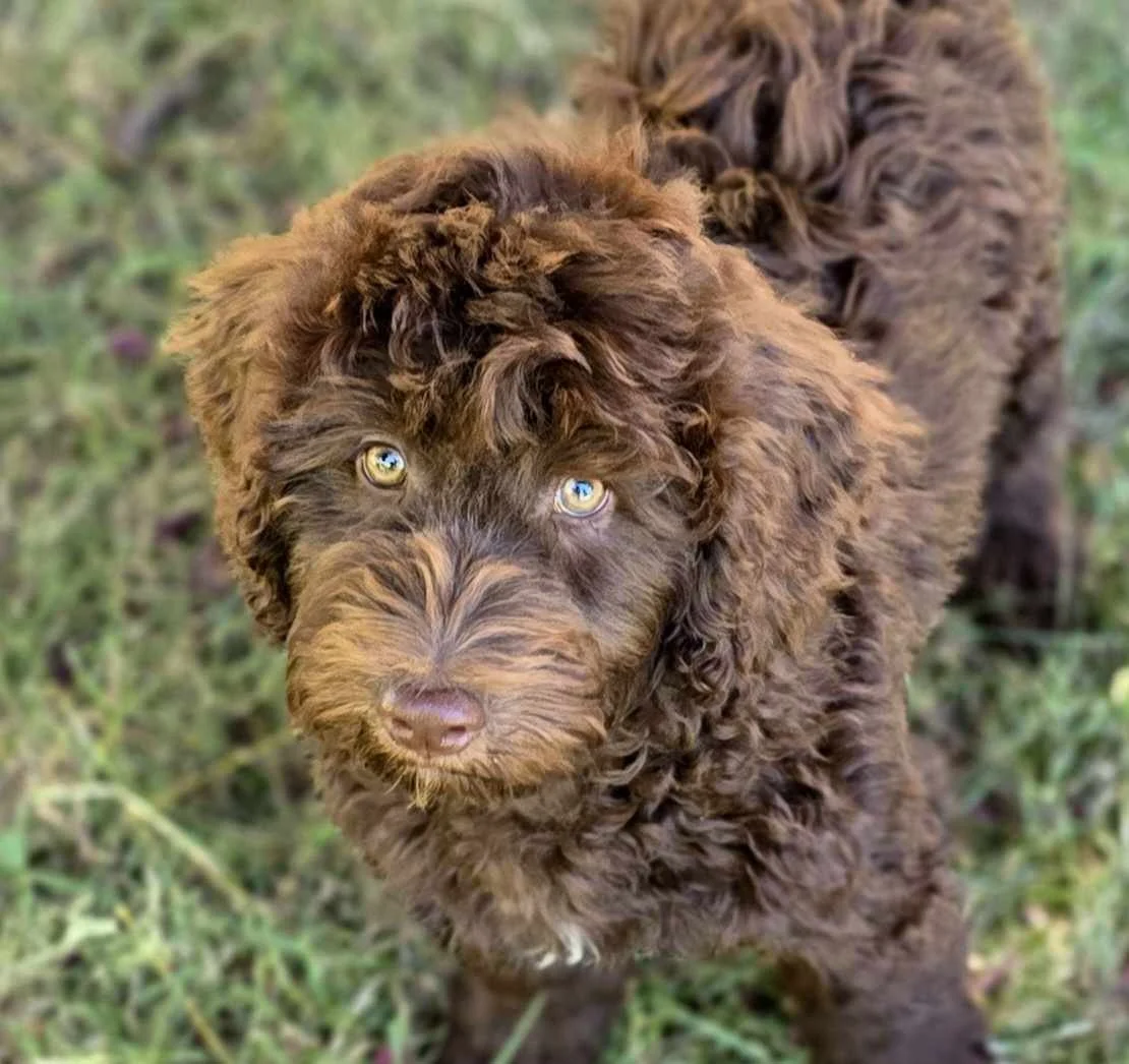 Medium loose curl, Brown goldendoodle Bred at Oregon's legendary goldendoodles