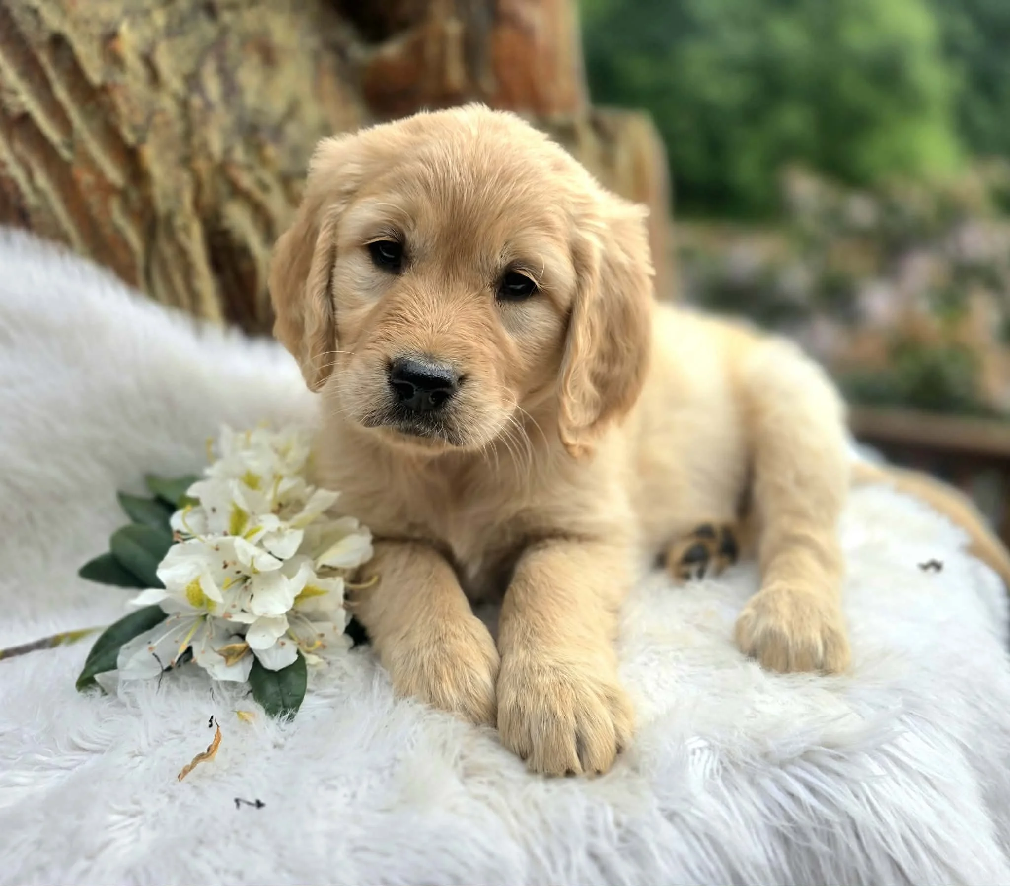 Flat coat Ultra Goldendoodle Puppy