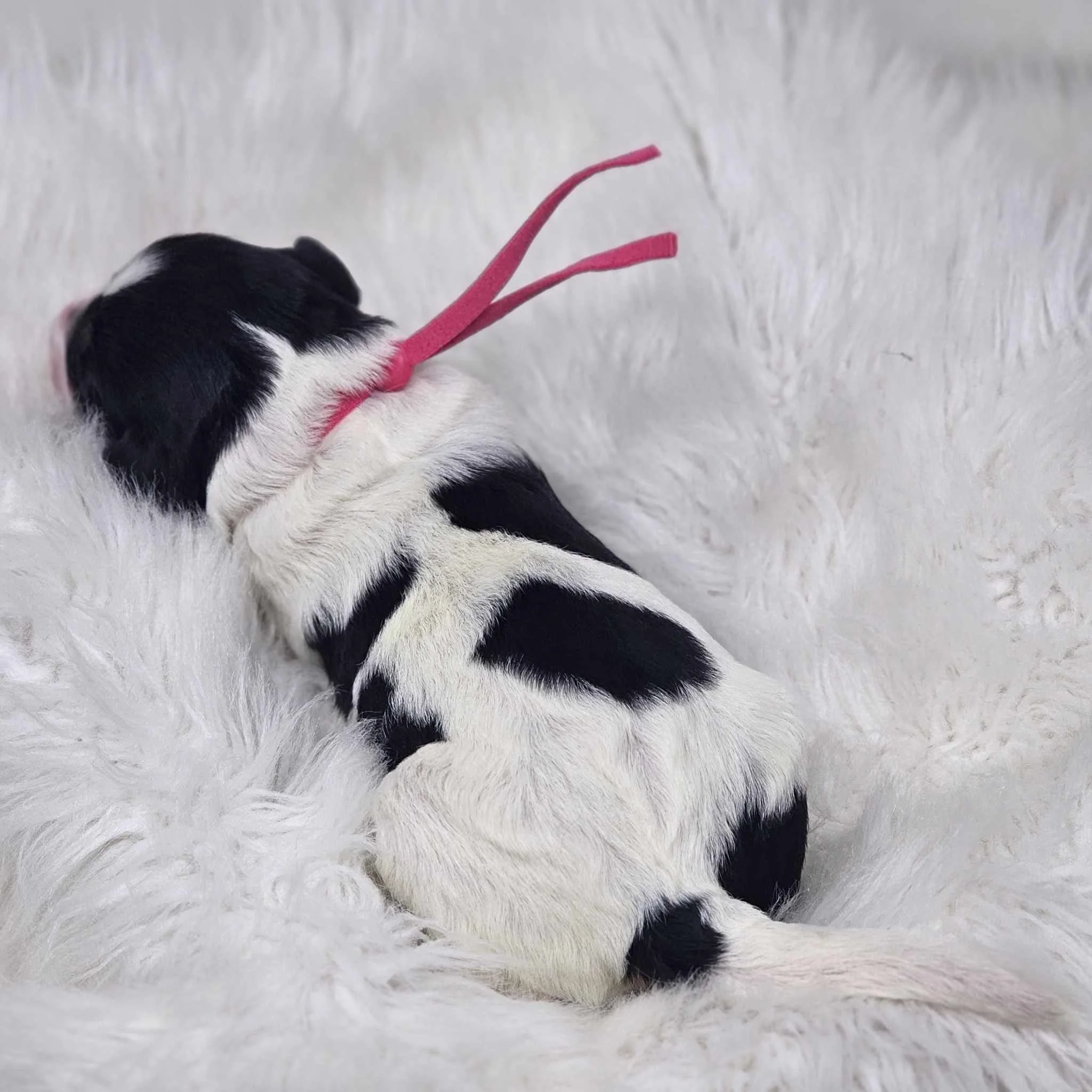 A black and white goldendoodle puppy lying on a fluffy white blanket, facing away, with a pink ribbon around its neck.