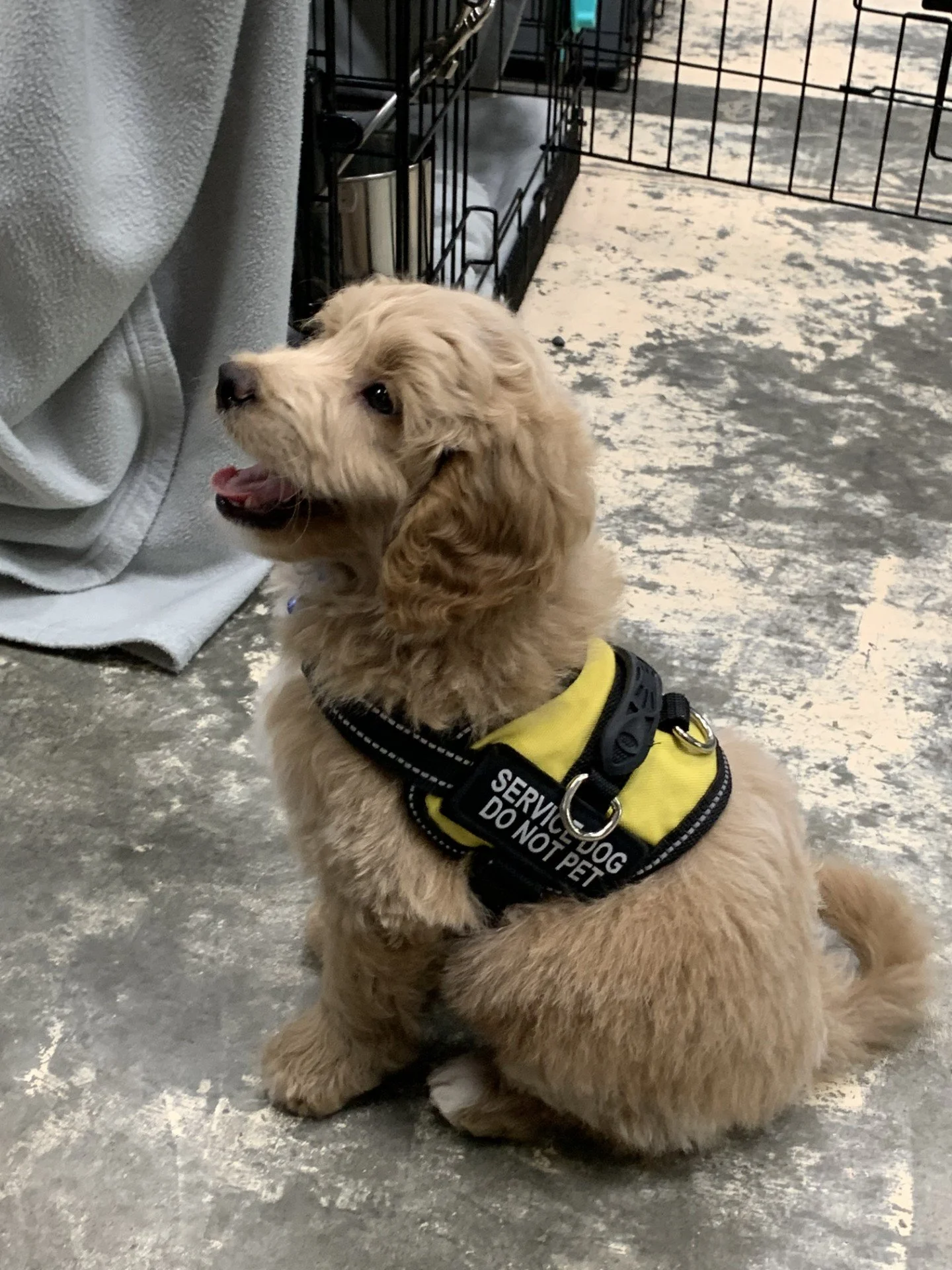 oregon breeder service prospect puppy from stud pippin