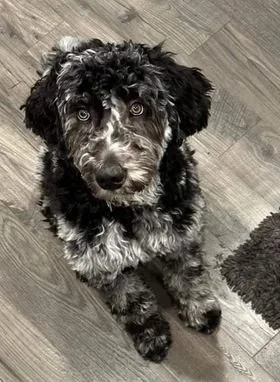 Blue Merle Standard English Goldendoodle At Oregon's Legendary Goldendoodles