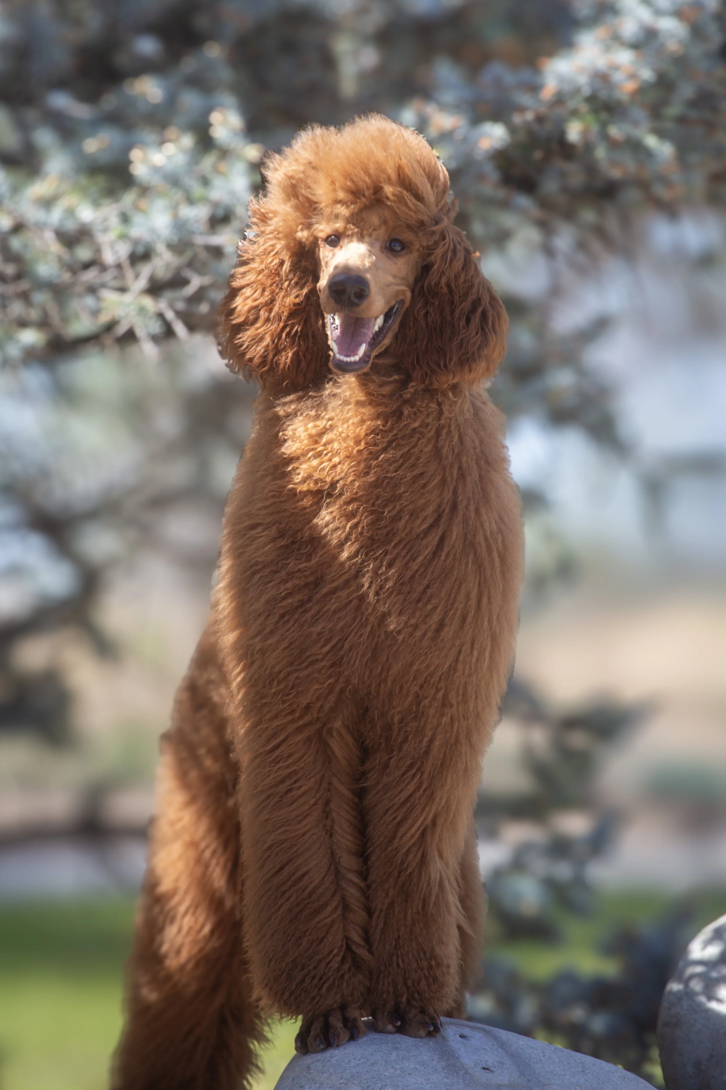 red poodle sire Enchanted Oregon