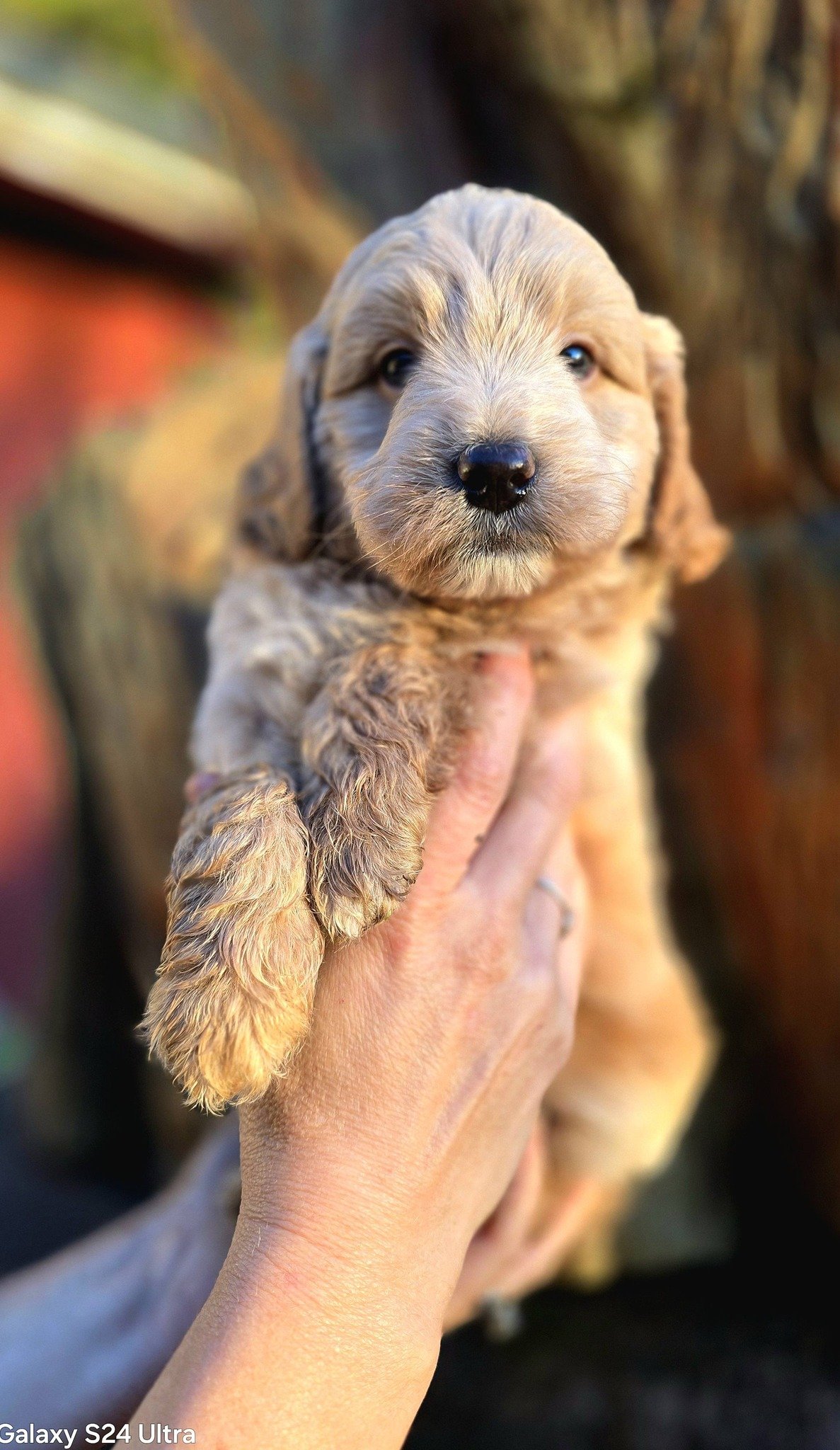 Petite Goldendoodle service dog prospect Thunder