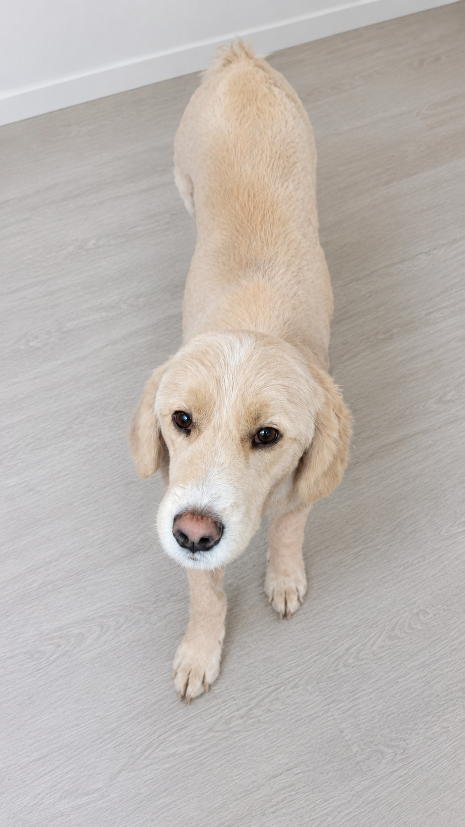 Same Ultra Goldendoodle after grooming, showing how coat length and trimming can dramatically change appearance.