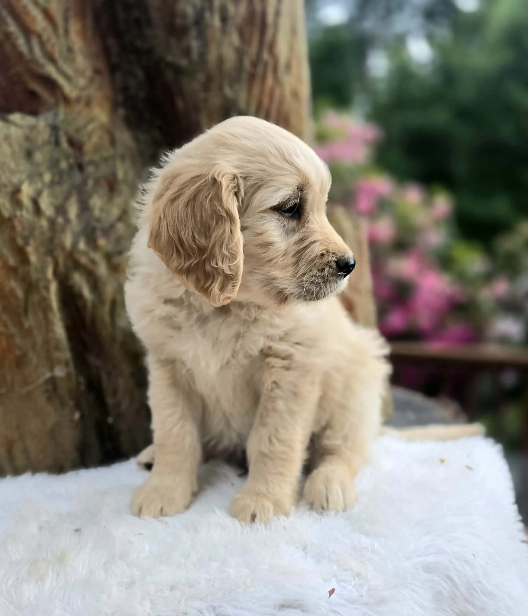 Oregon bred Ultra Goldendoodle
