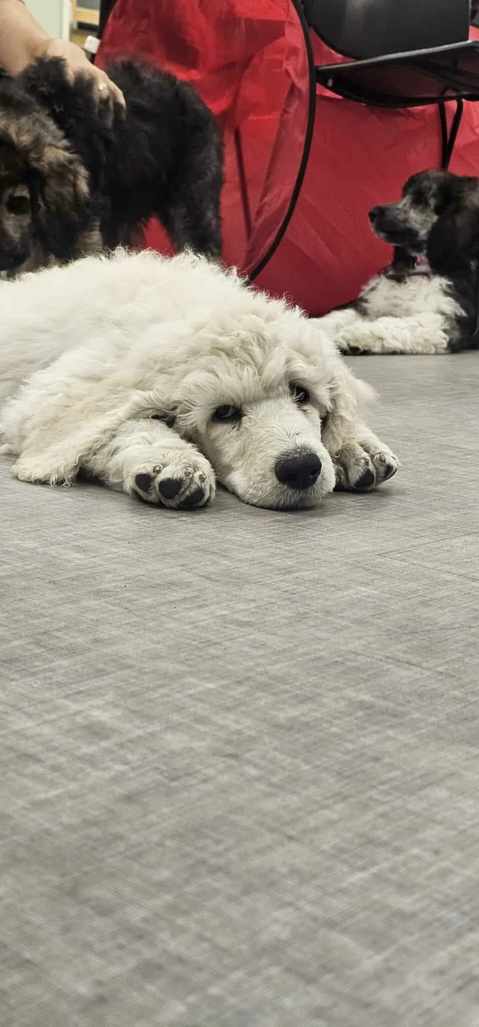 Oregon Bred Poodle Puppy