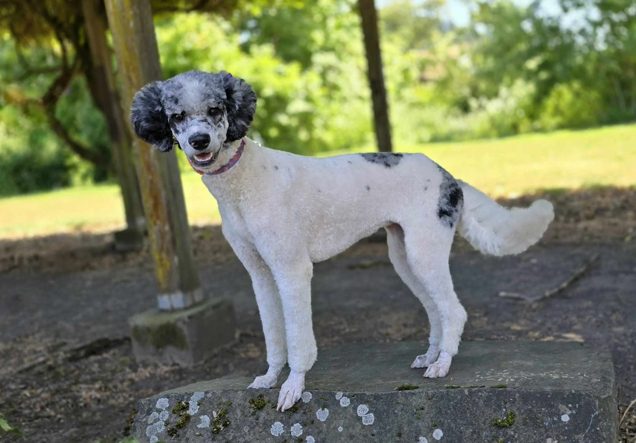 Saoirse mini goldendoodle dam Oregon breeder