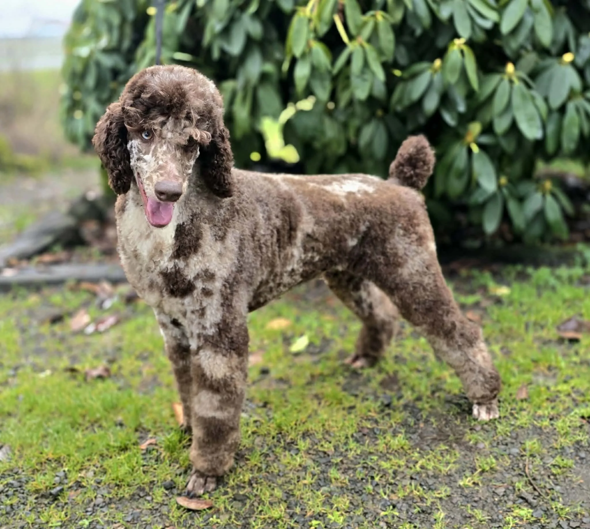 Moyen Brown Merle Poodle Dam at Oregon's Legendary Goldendoodles