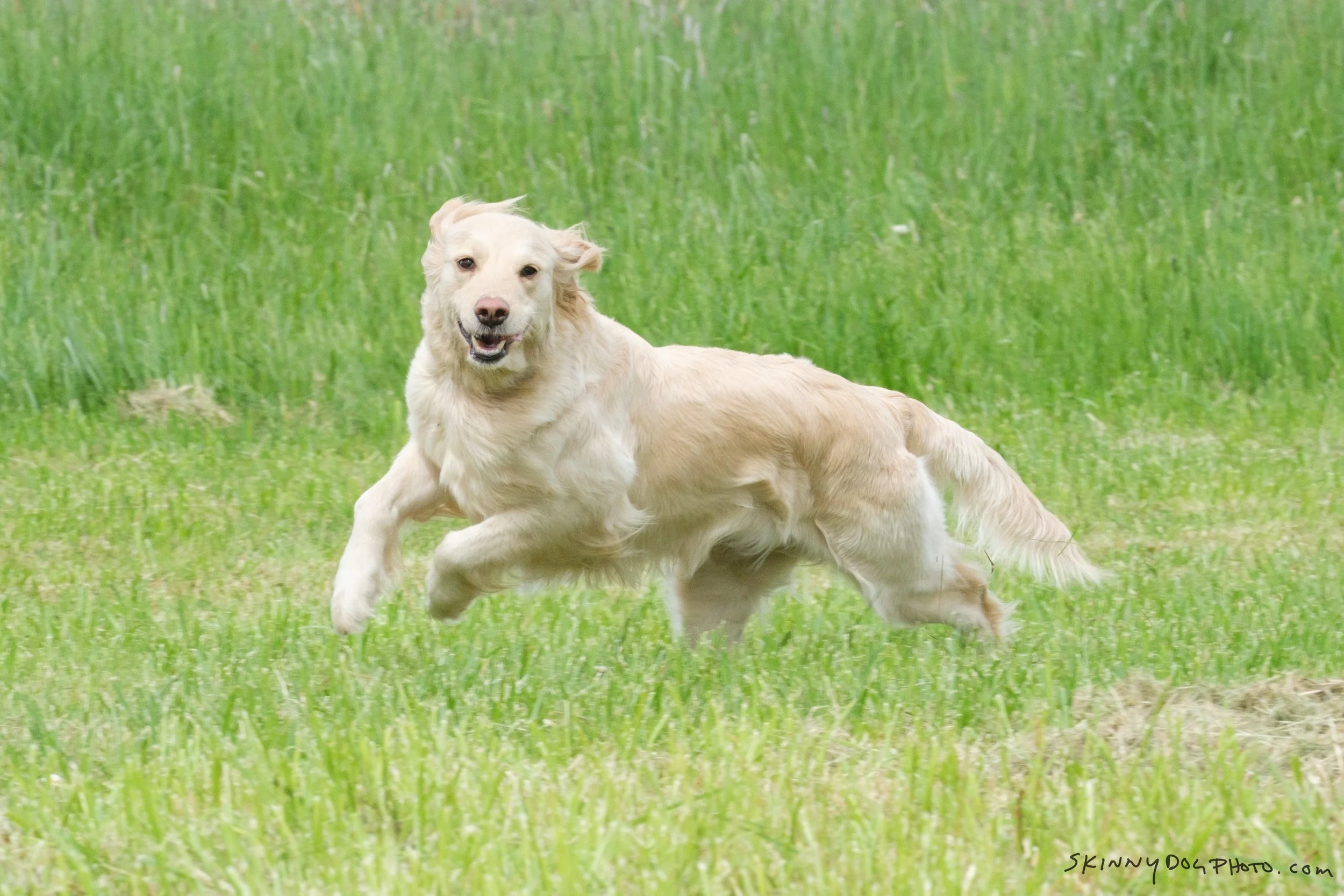 Golden Retriever Disney competing in Fast CAT