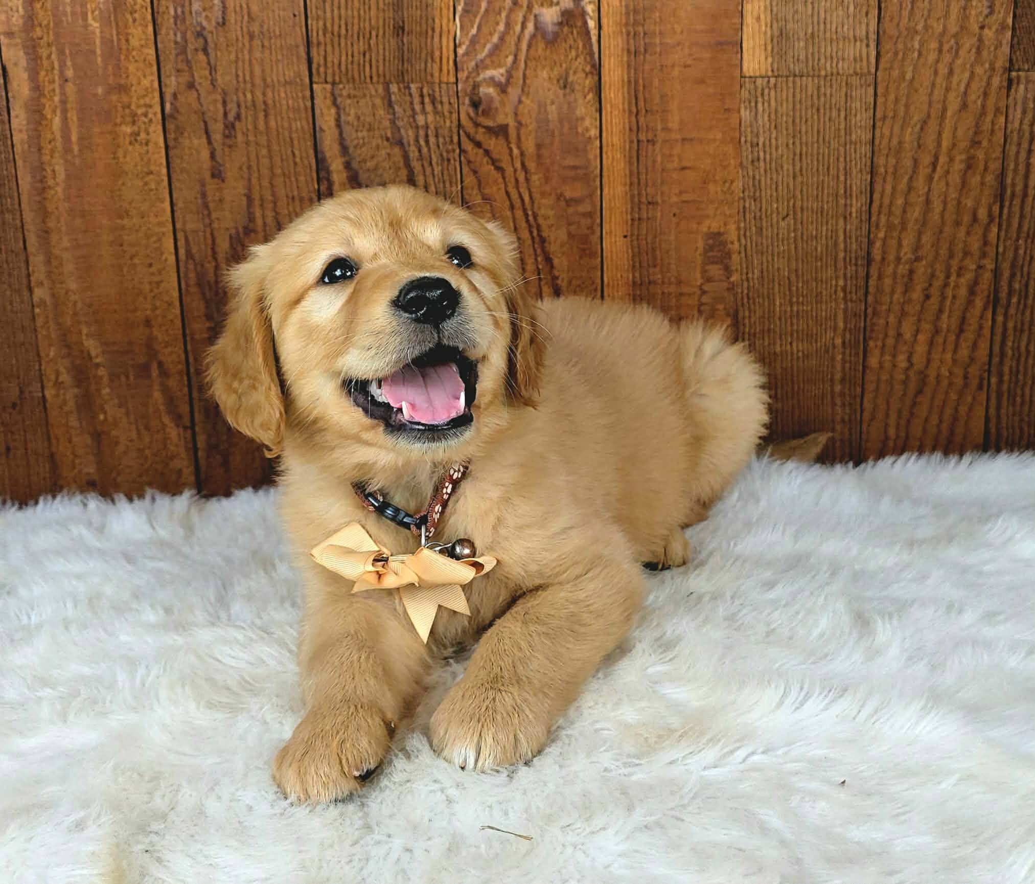 Gubbins, an AKC Golden Retriever puppy from Oregon's Legendary Goldendoodles. A thoughtful, gentle male puppy with a calm temperament, strong toy drive, and a trusting personality