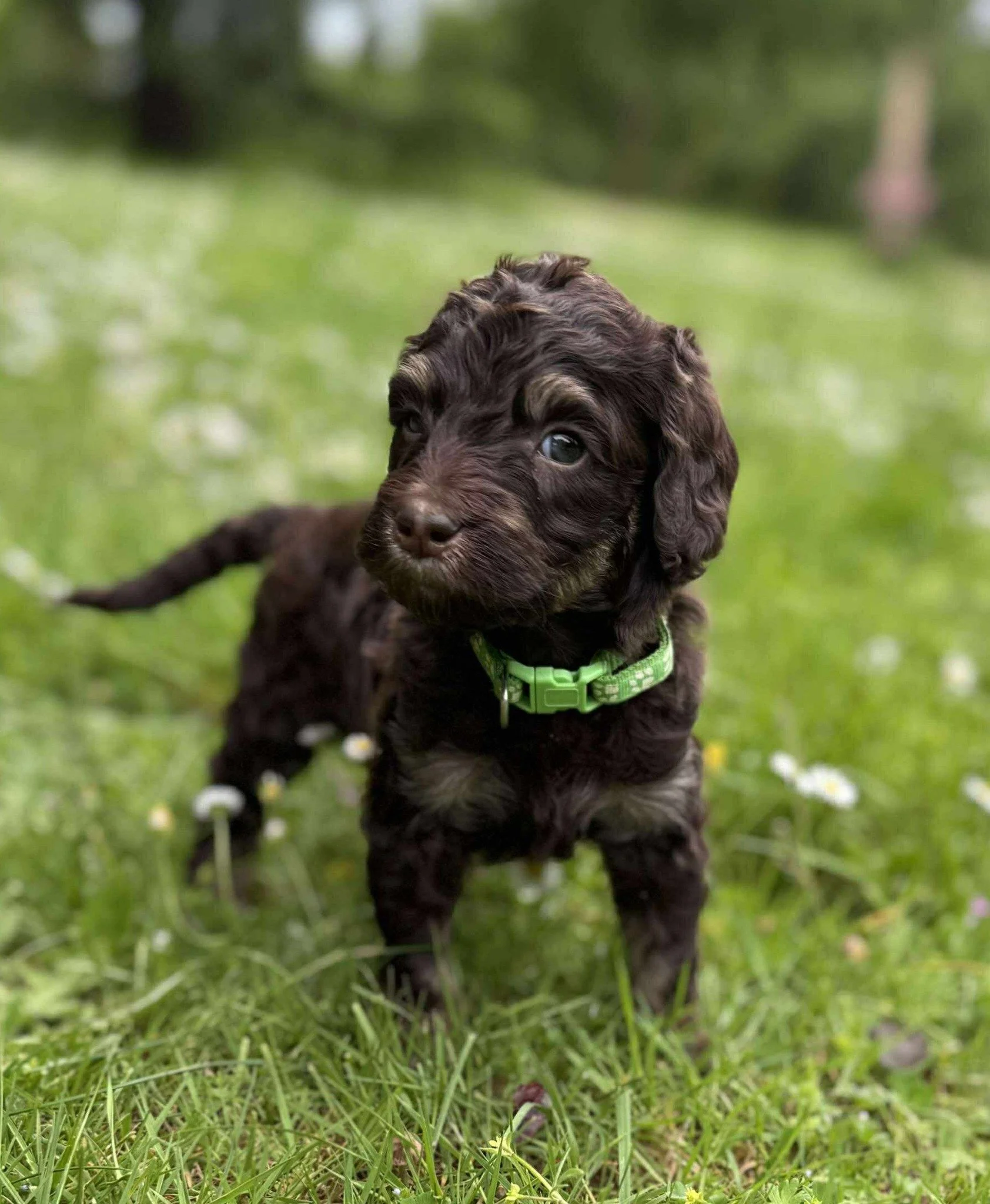 Chocolate Phantom Goldendoodle Puppy