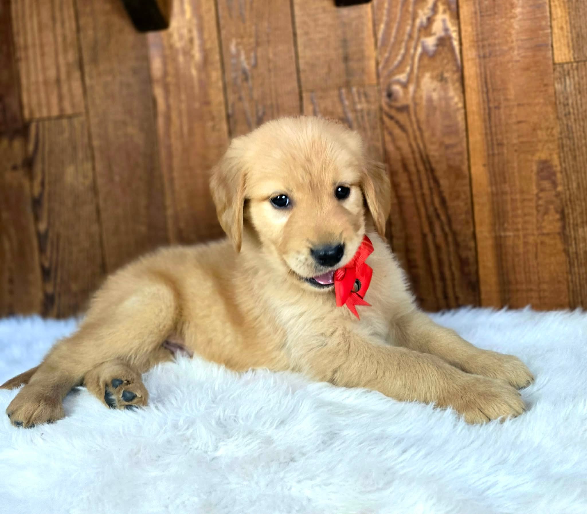 Gadget, an AKC Golden Retriever service and therapy dog prospect from Oregon's Legendary Goldendoodles. A confident, highly people-oriented male puppy with exceptional human focus, resilience, and working potential from the Velma and Ransom litter.