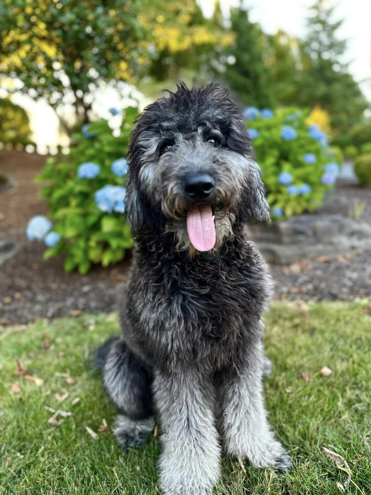 Blue Phantom Goldendoodle, silver points.jpg