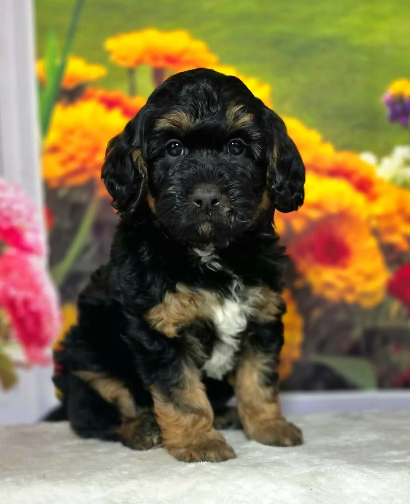 Phantom Petite Goldendoodle Puppy in Oregon