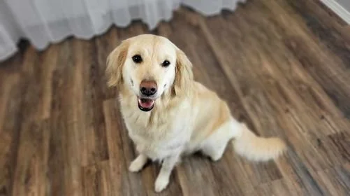 Vapra Elysian Savant retired Golden Retriever foundation female