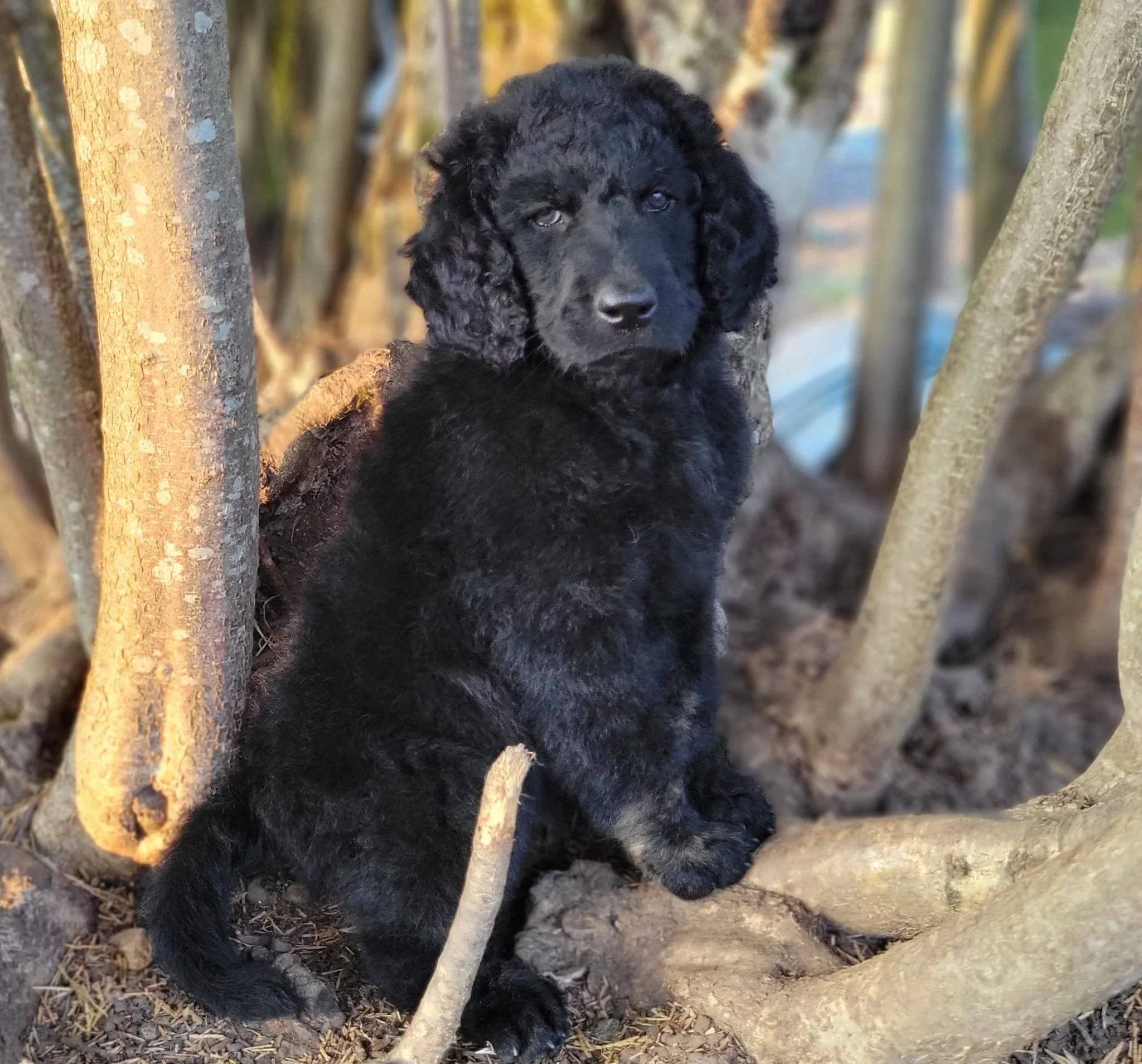 black unfurnished Goldendoodle adult with straight flat coat and no facial furnishings