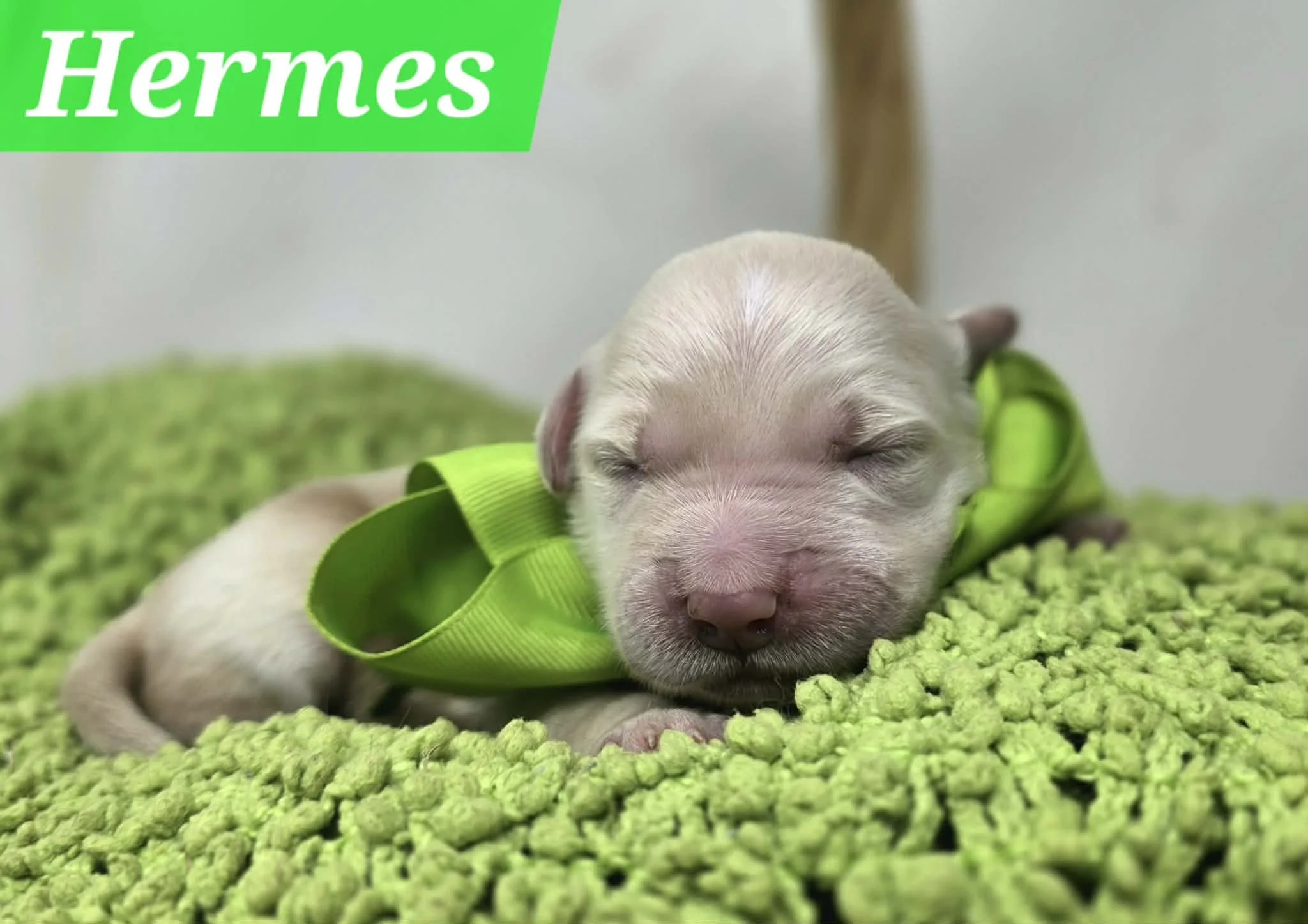 English Cream Golden Retriever Puppy