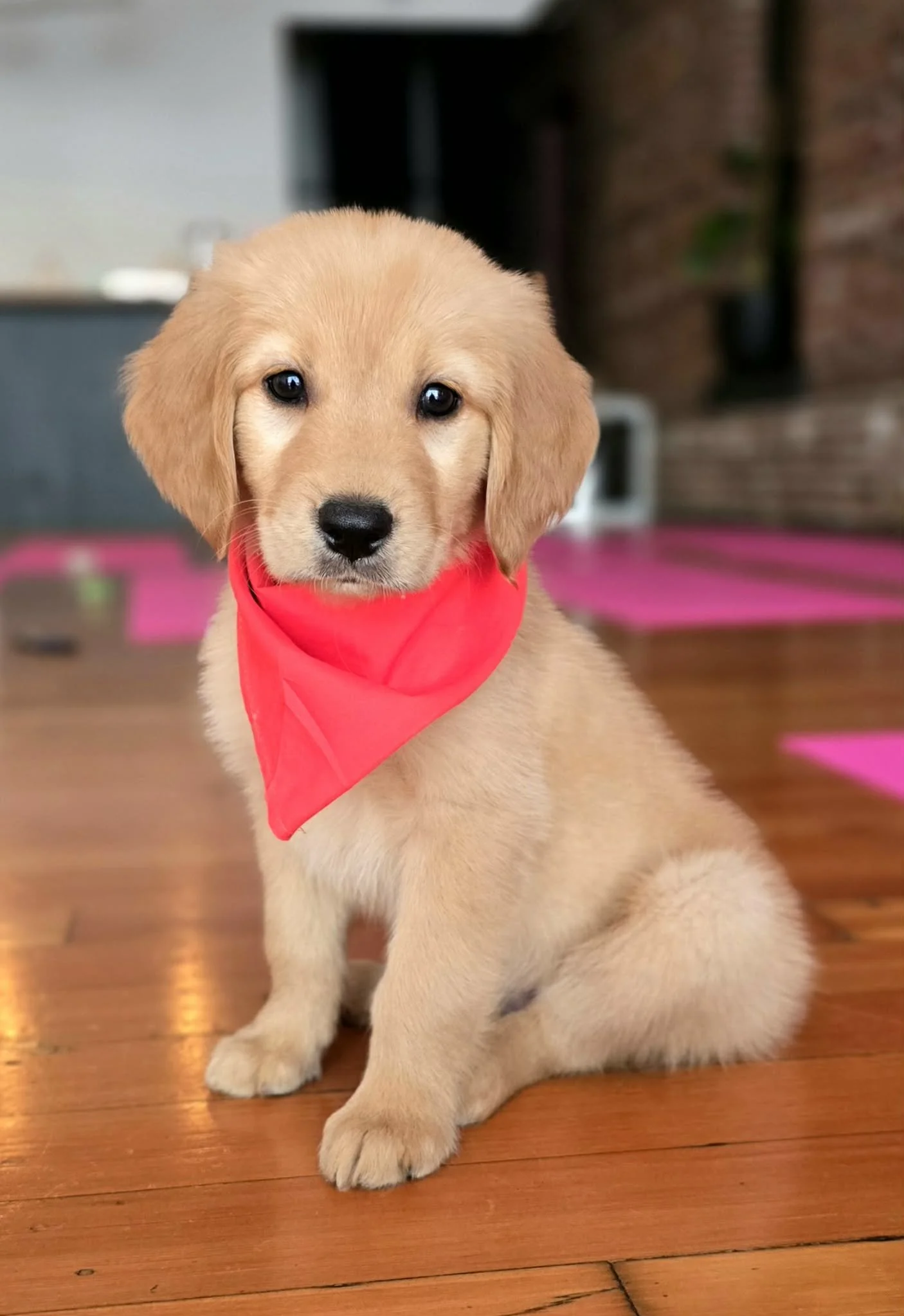 Gadget– Available Male (Velma & Ransom)