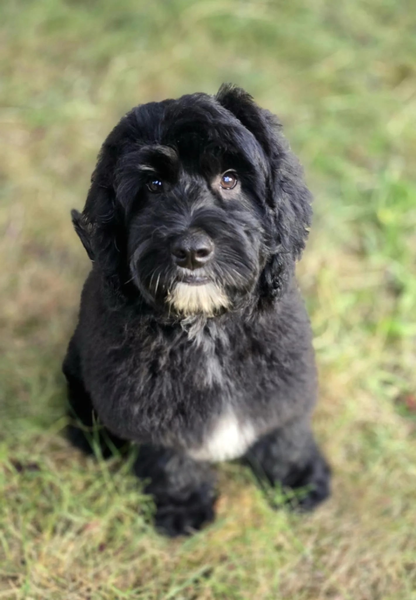 A cute black goldendoodle puppy with a white chin and chest, sitting on grass and looking at the camera.