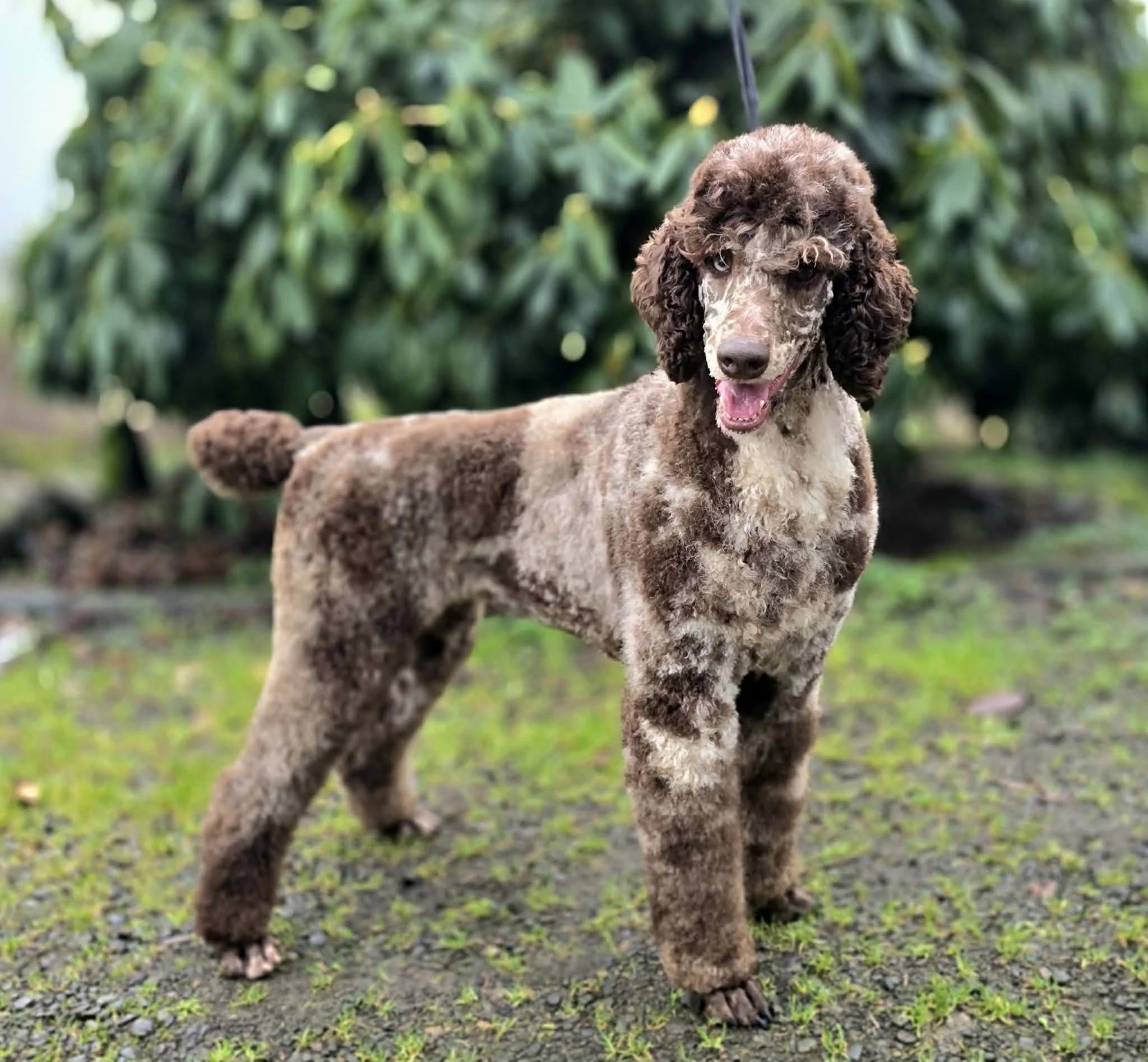 our dam to our brown merle mini & moyen poodle Oregon breeder