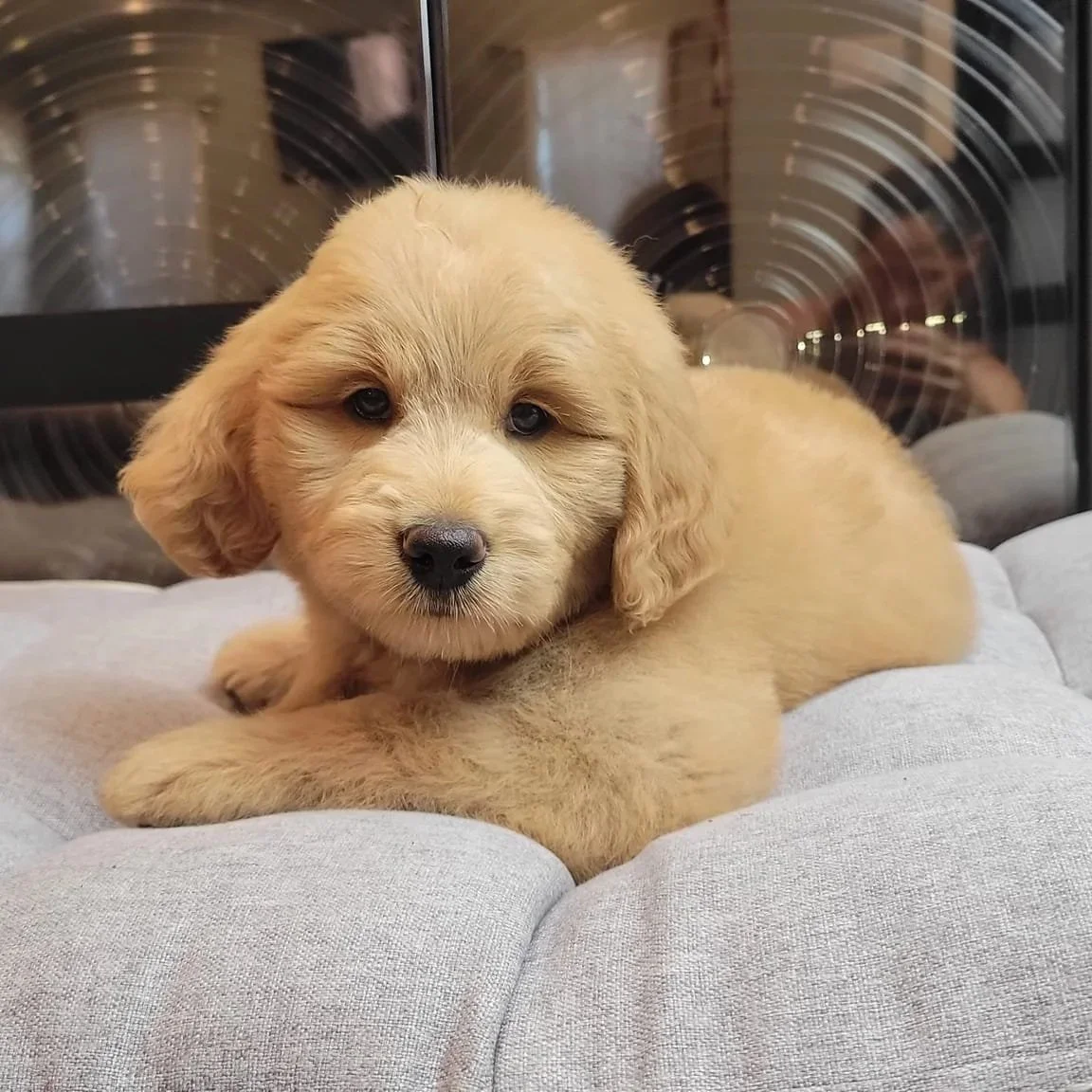A cute goldendoodle puppy lying on a light gray cushion.