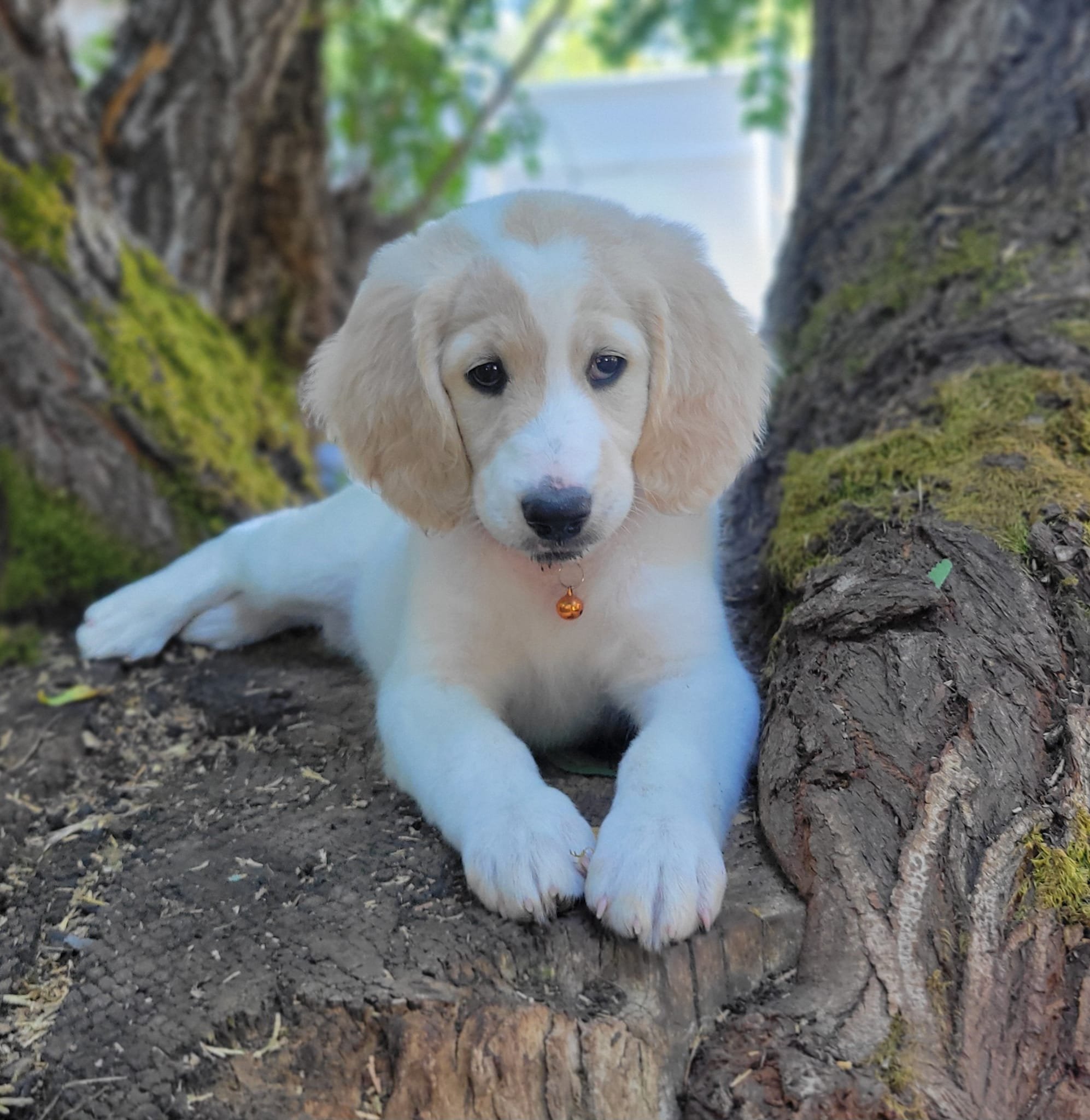 A cute unfurnished goldendoodle parti  lying between two tree trunks outdoors with moss and dirt, looking at the camera with a small orange bell collar.