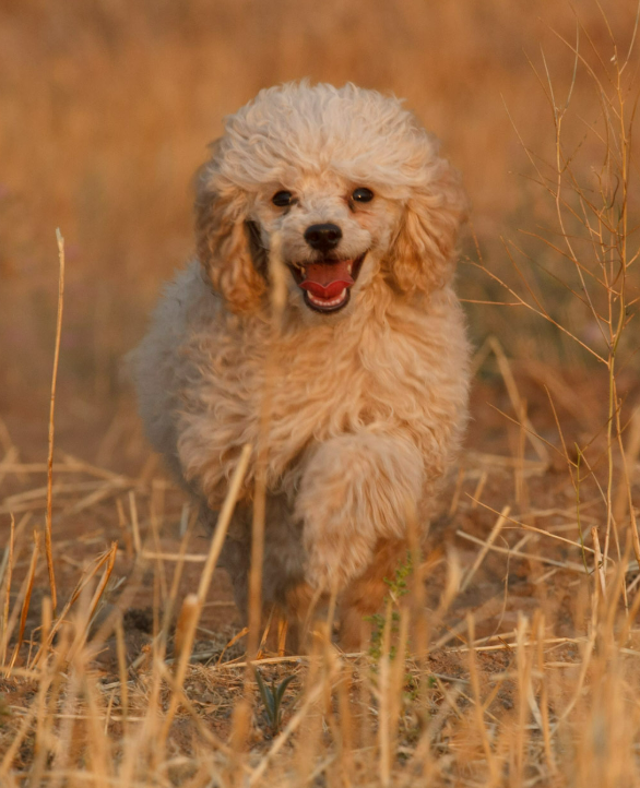 mini poodle lockhart calm temperament companion focused dog oregon