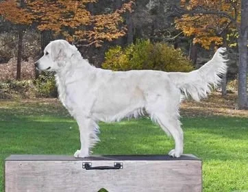 national champion, UKC champion golden retriever Cream, European lines, performance & conformation titles