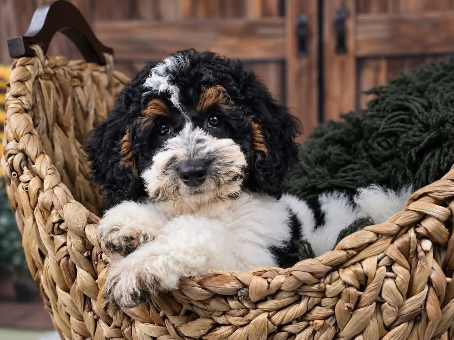 Dragonfly | Petite Goldendoodle Puppy (Honey & Pippin)