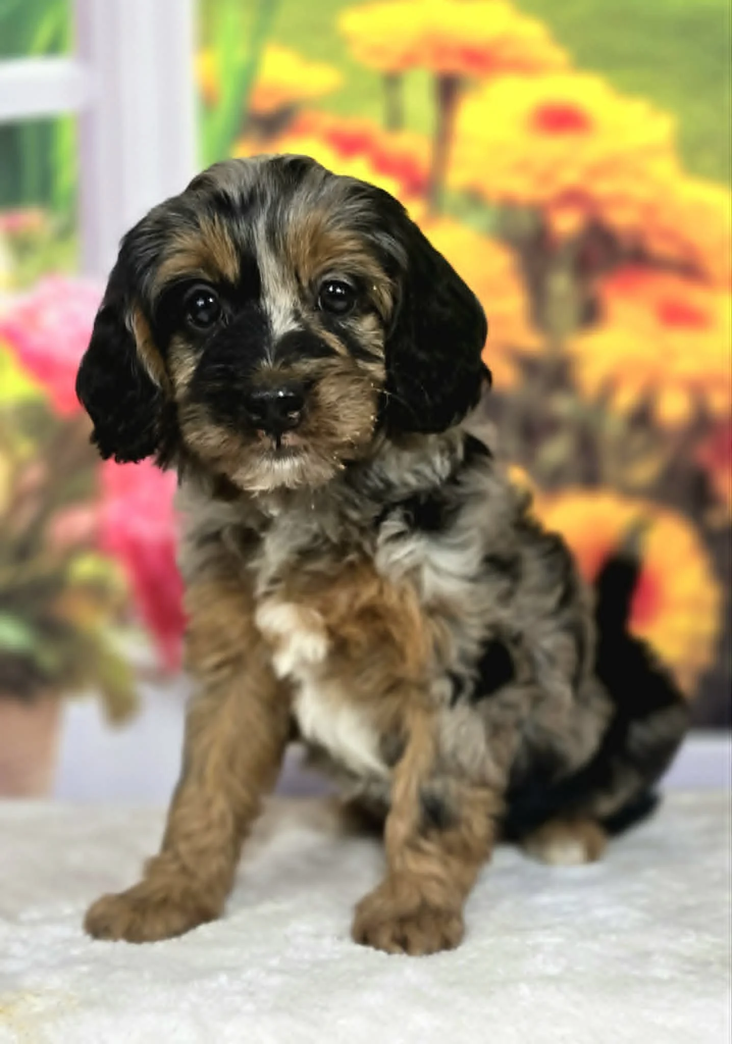 Petite Merle Phantom goldendoodle bred by Oregon's Legendary Goldendoodles