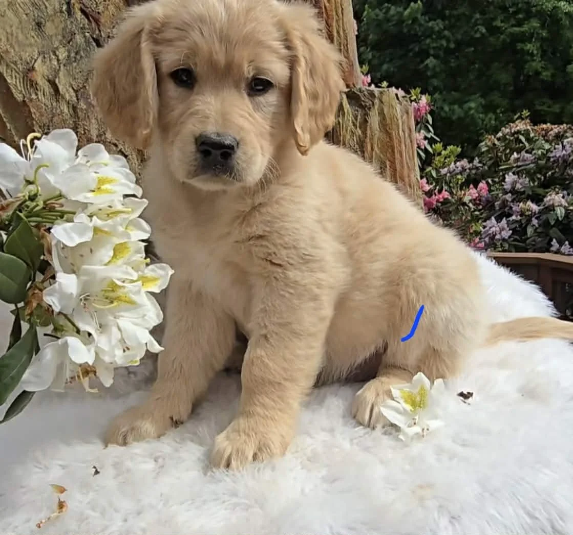 oregon flat coat goldendoodle