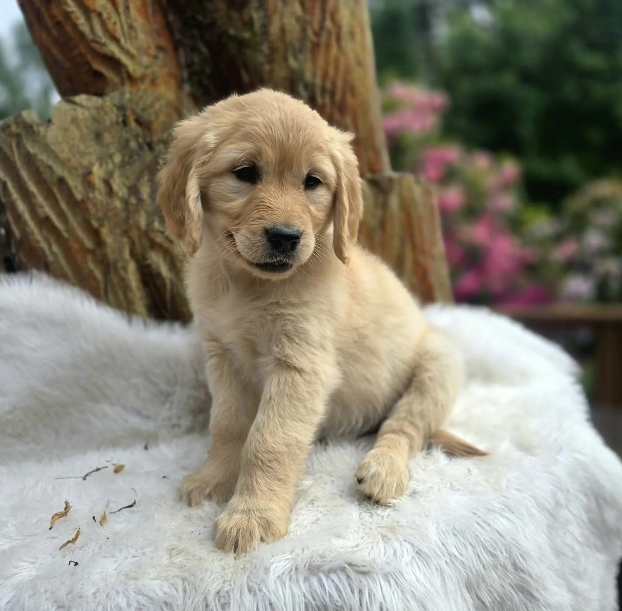 oregon bred ultra goldendoodle flat coat