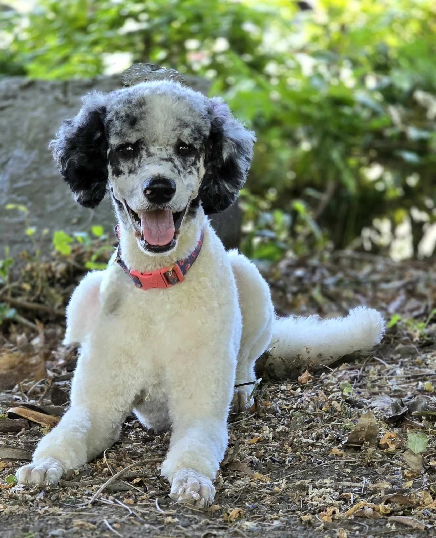 Saoirse, guardian home Mini Goldendoodle with calm, affectionate temperament