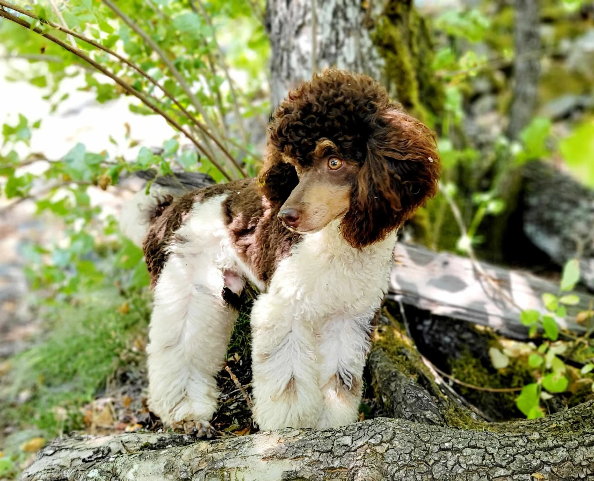 brown tri mini poodle pippin oregon breeding program multi color coat