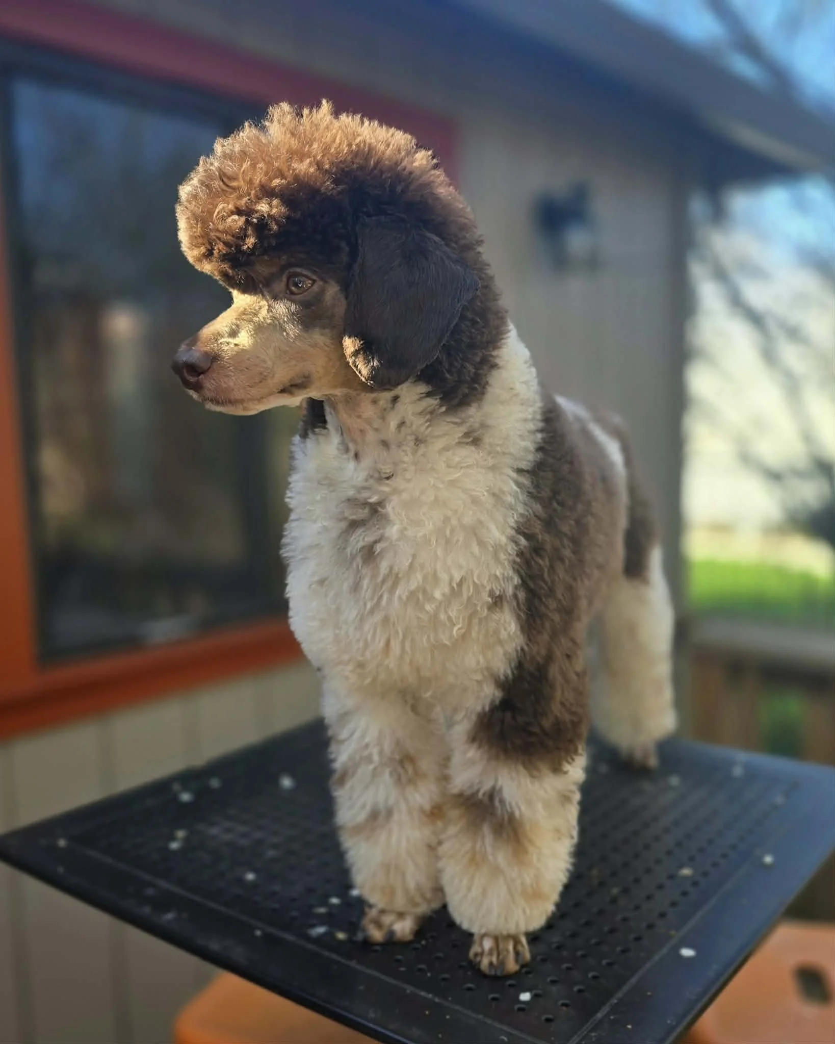 pippin-mini-poodle-temperament-oregon.jpg