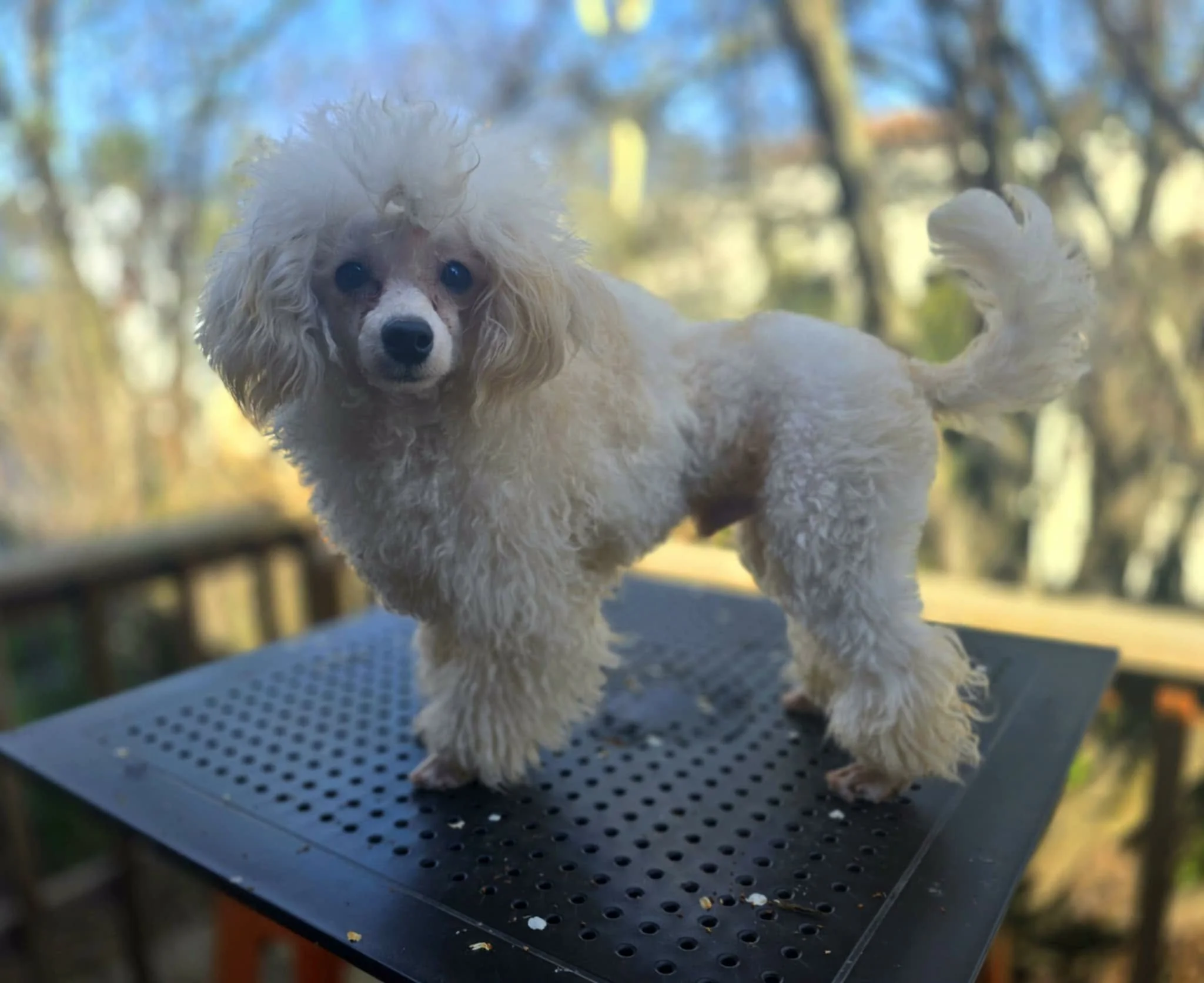 Health-tested UKC Champion Toy Poodle stud Pop showcasing correct Toy Poodle type and cream parti coloring