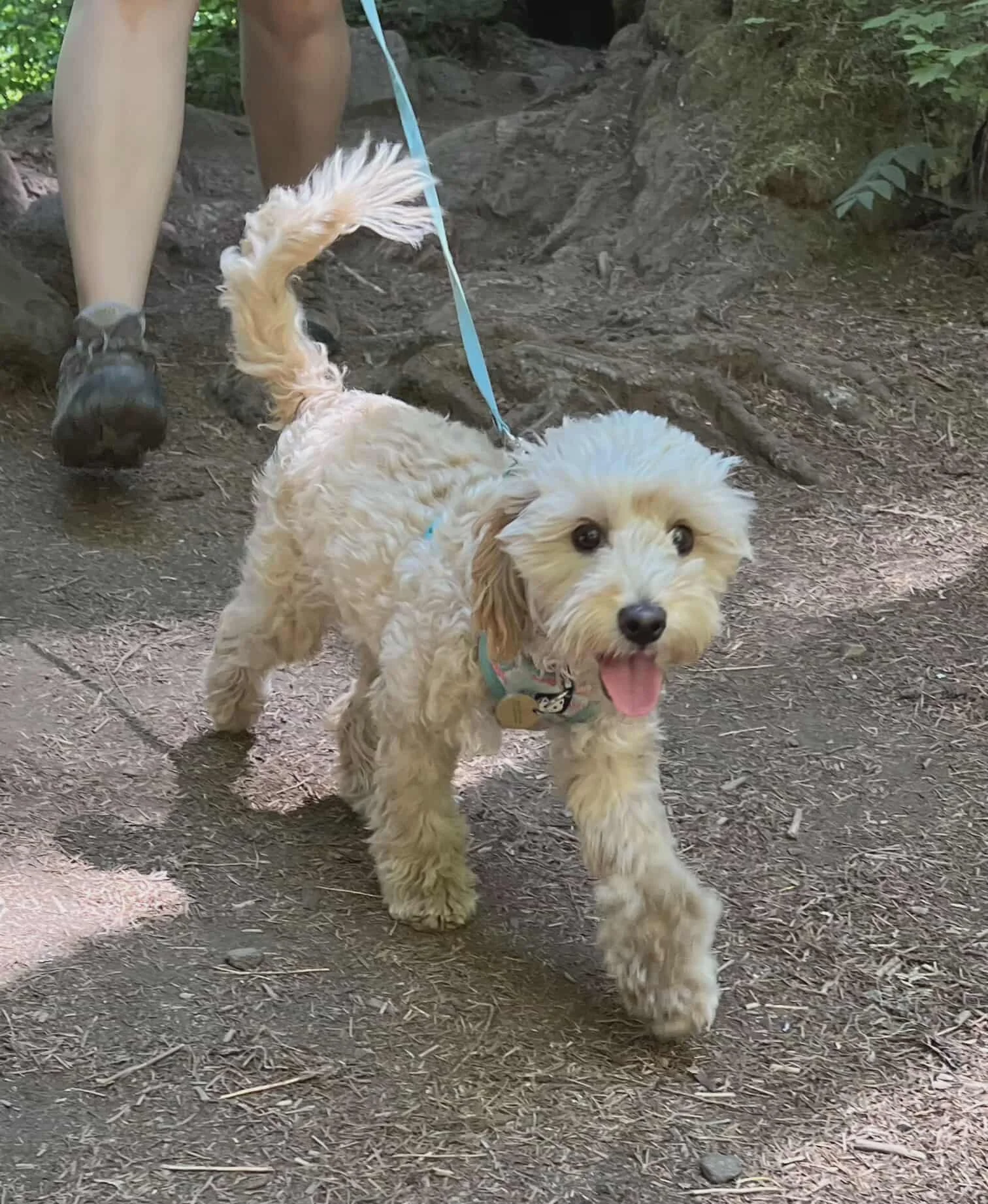 apricot petite goldendoodle