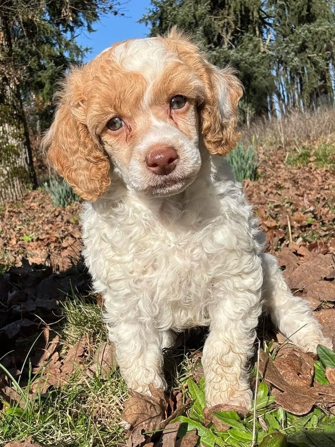 oregon breeder red parti mini poodle