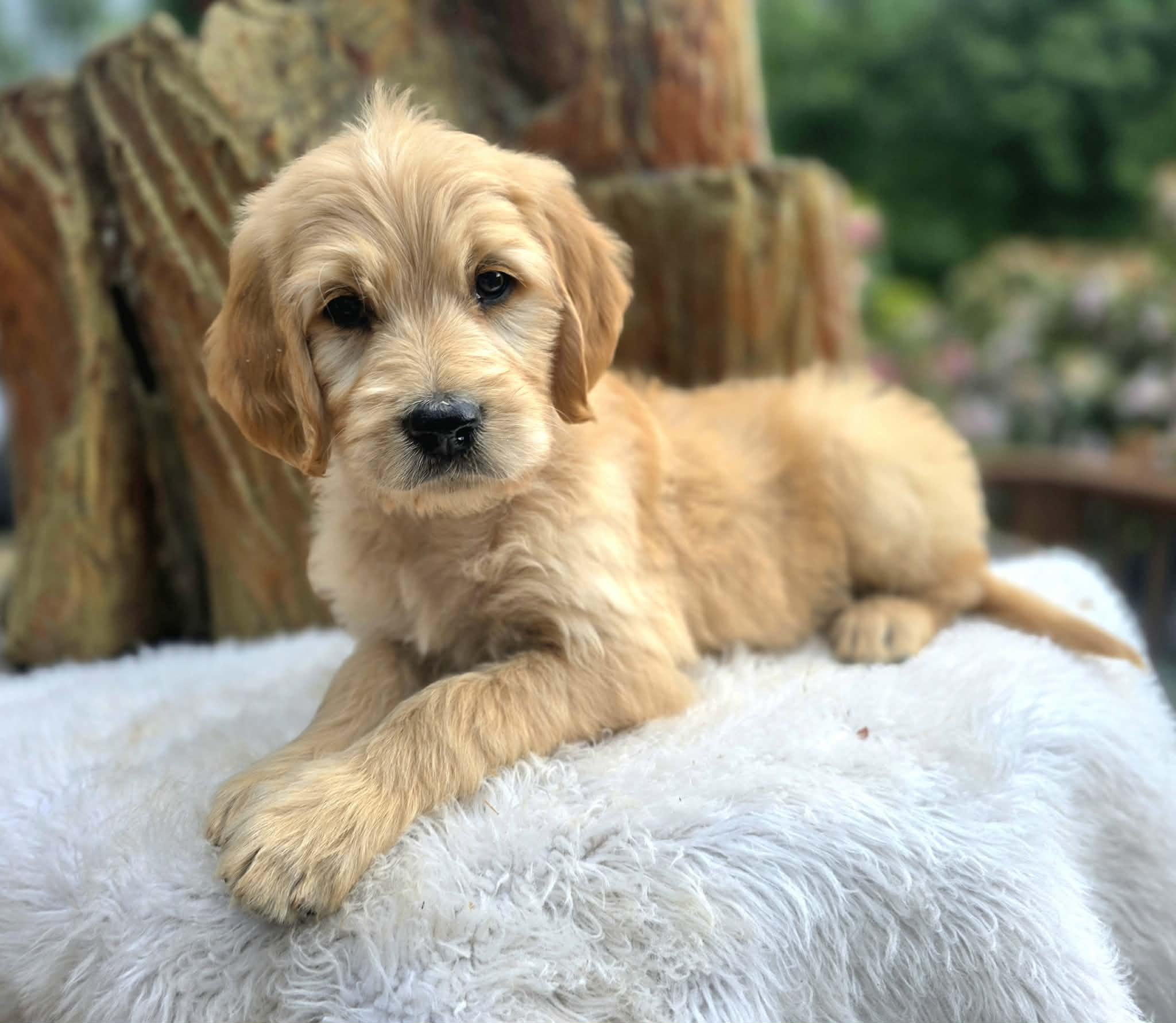 Standard Ultra Goldendoodle puppy