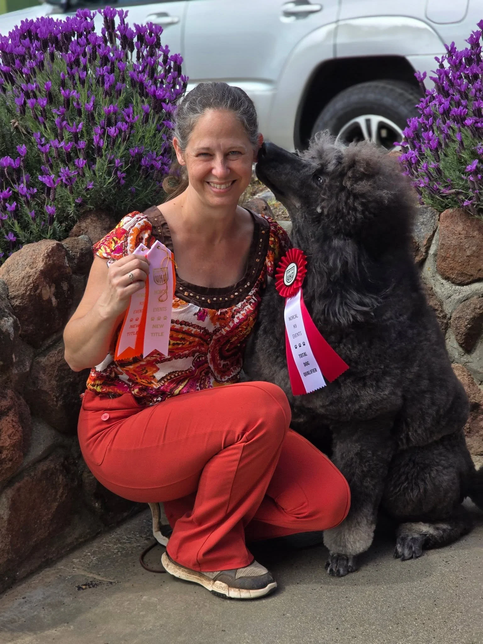 Grand Champion Standard Poodle Whiskey posing with ribbons earned in conformation and performance competition