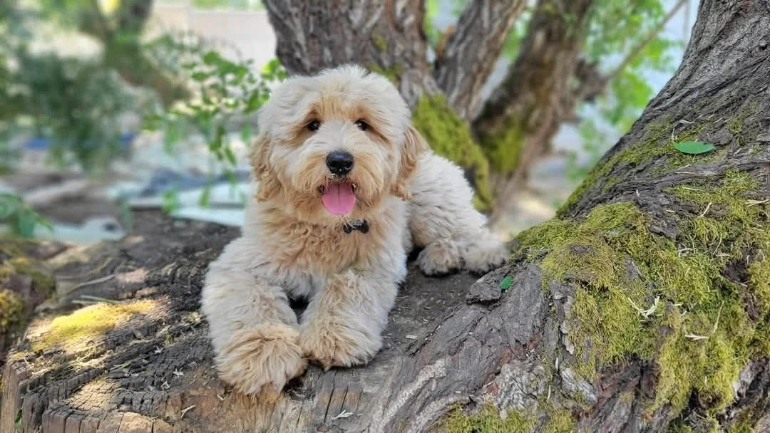 Furnished Ultra Goldendoodle with a full, fluffy hair coat demonstrating the lower-shedding coat type commonly associated with furnished Goldendoodles.