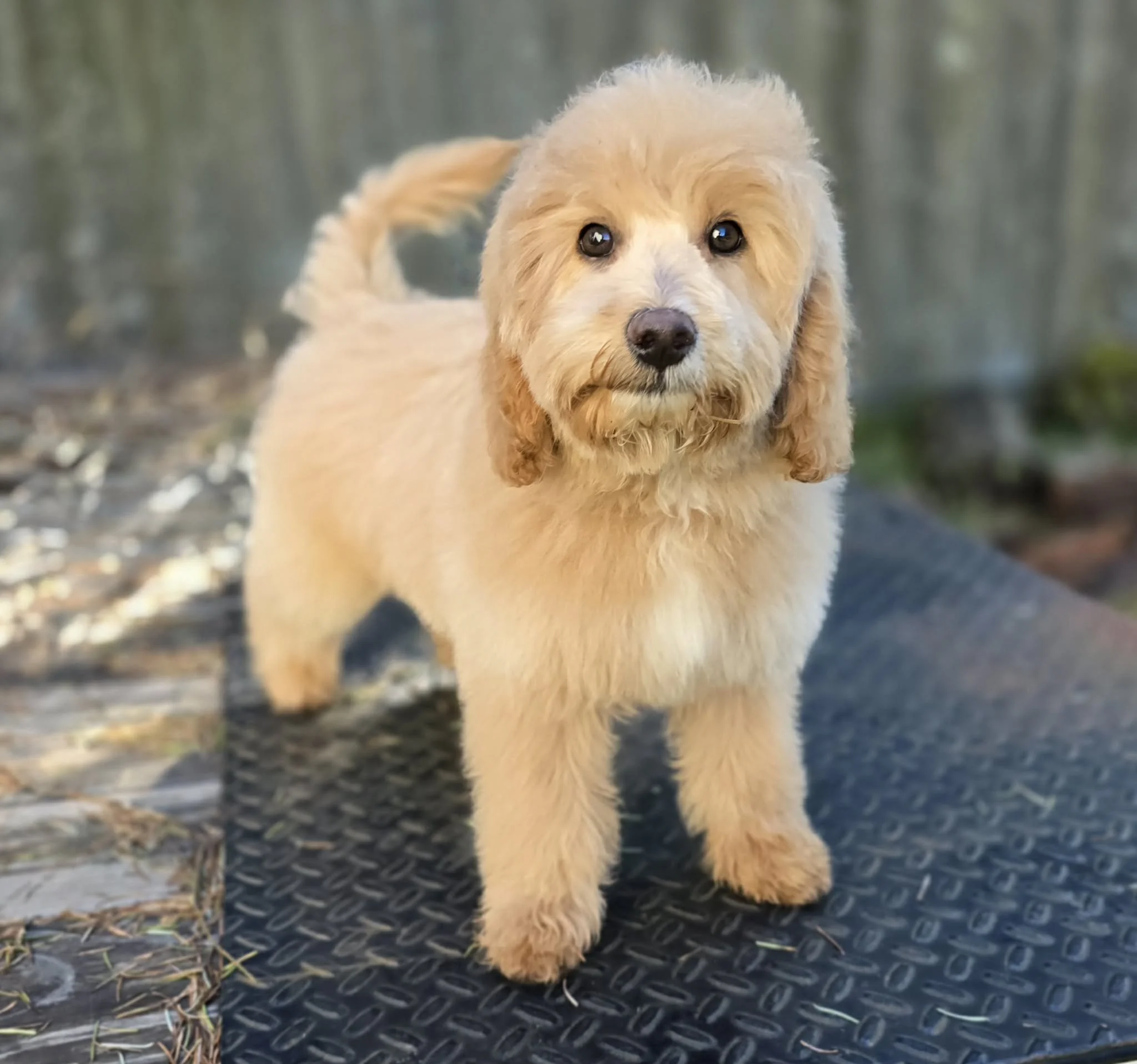 Petite apricot Goldendoodle puppy available in Oregon named Misty
