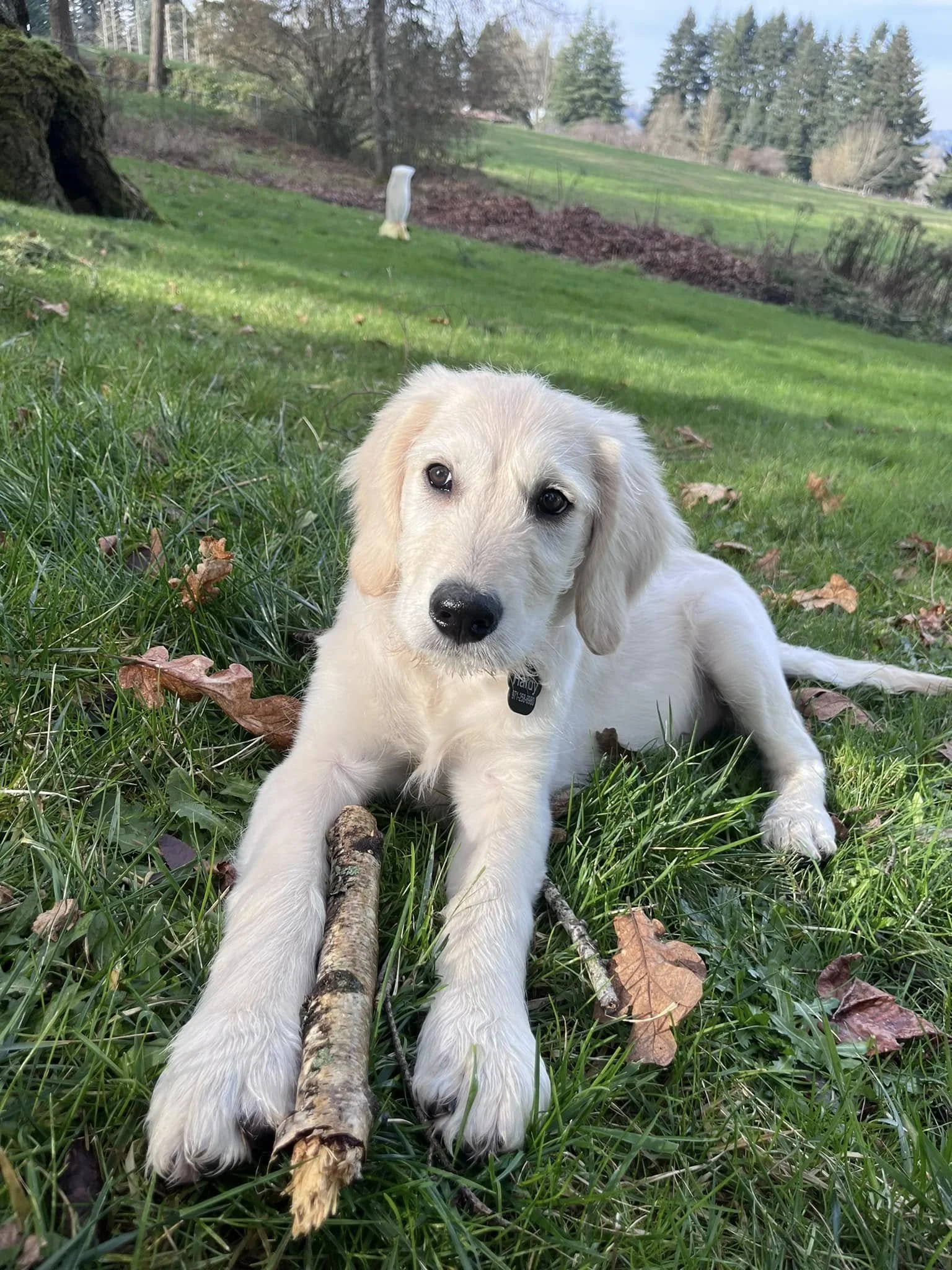 An Ultra Goldendoodle puppy lying on green grass with a stick in front, in a yard with trees and a hill in the background.