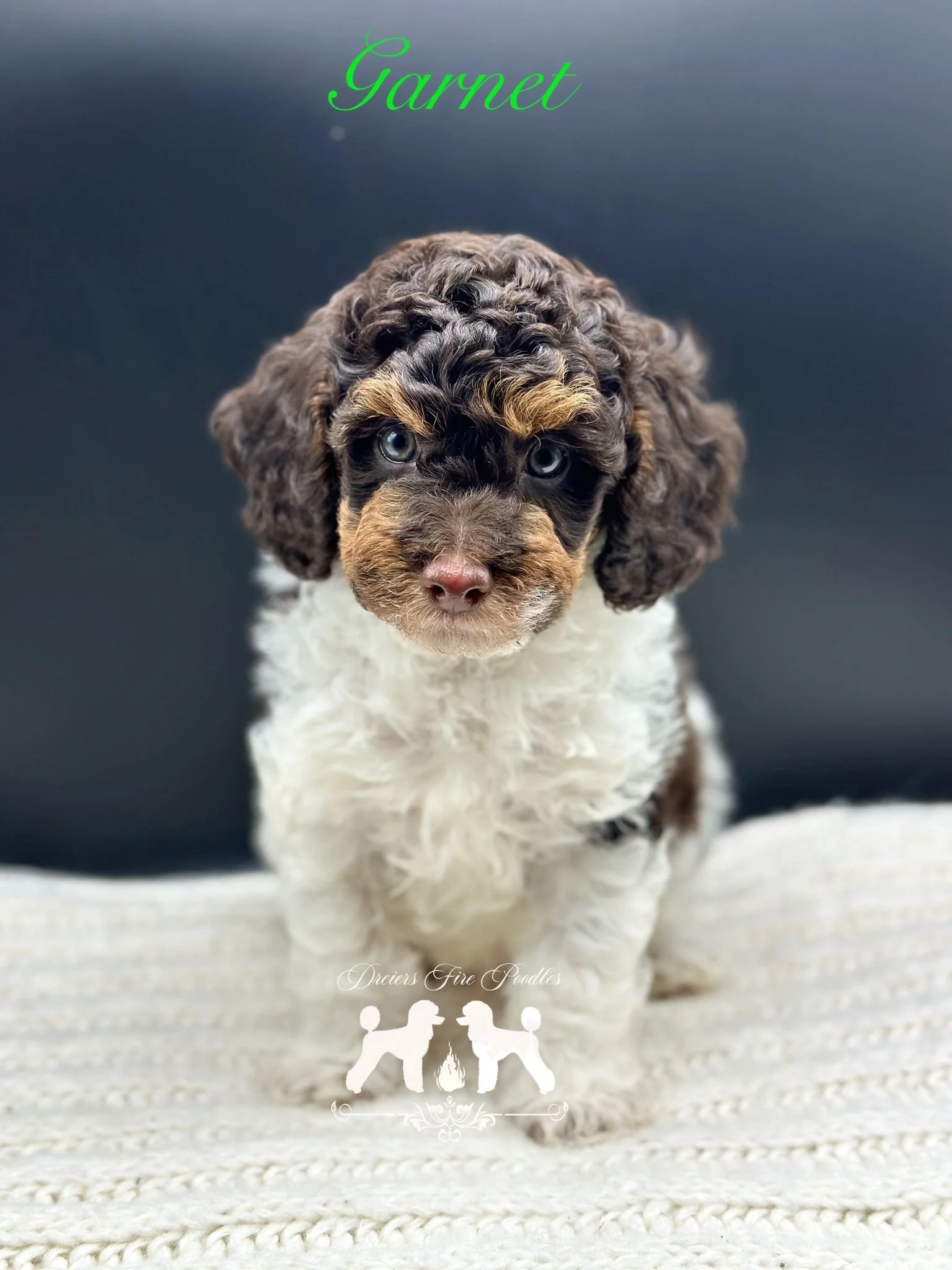 Phantom Parti, tir poodle puppy
