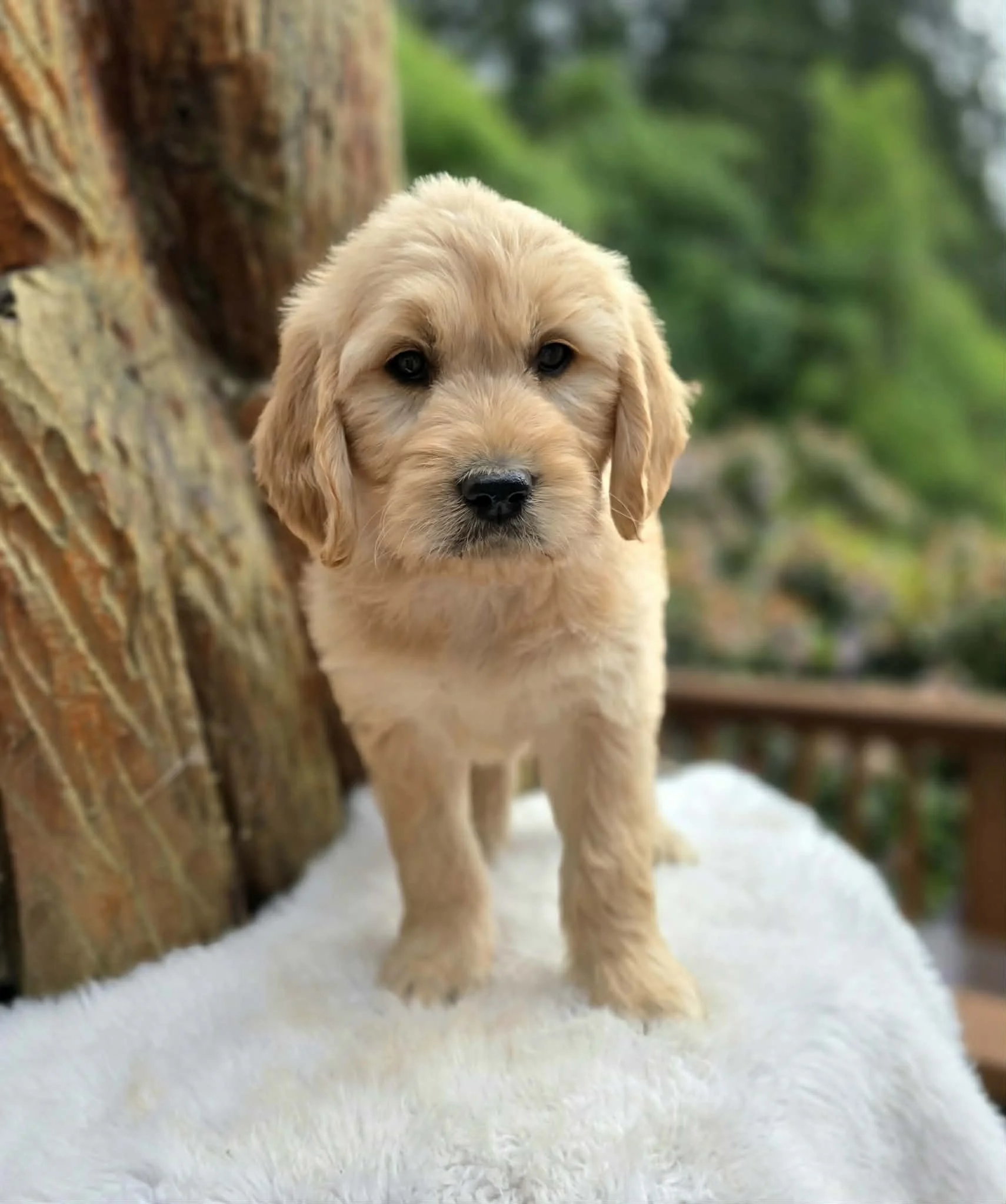 Female Ultra Goldendoodle puppy