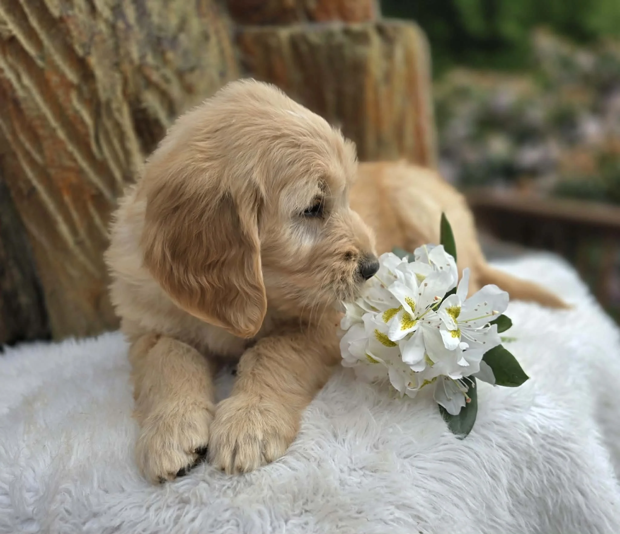 female ultra goldendoodle puppy available in oregon