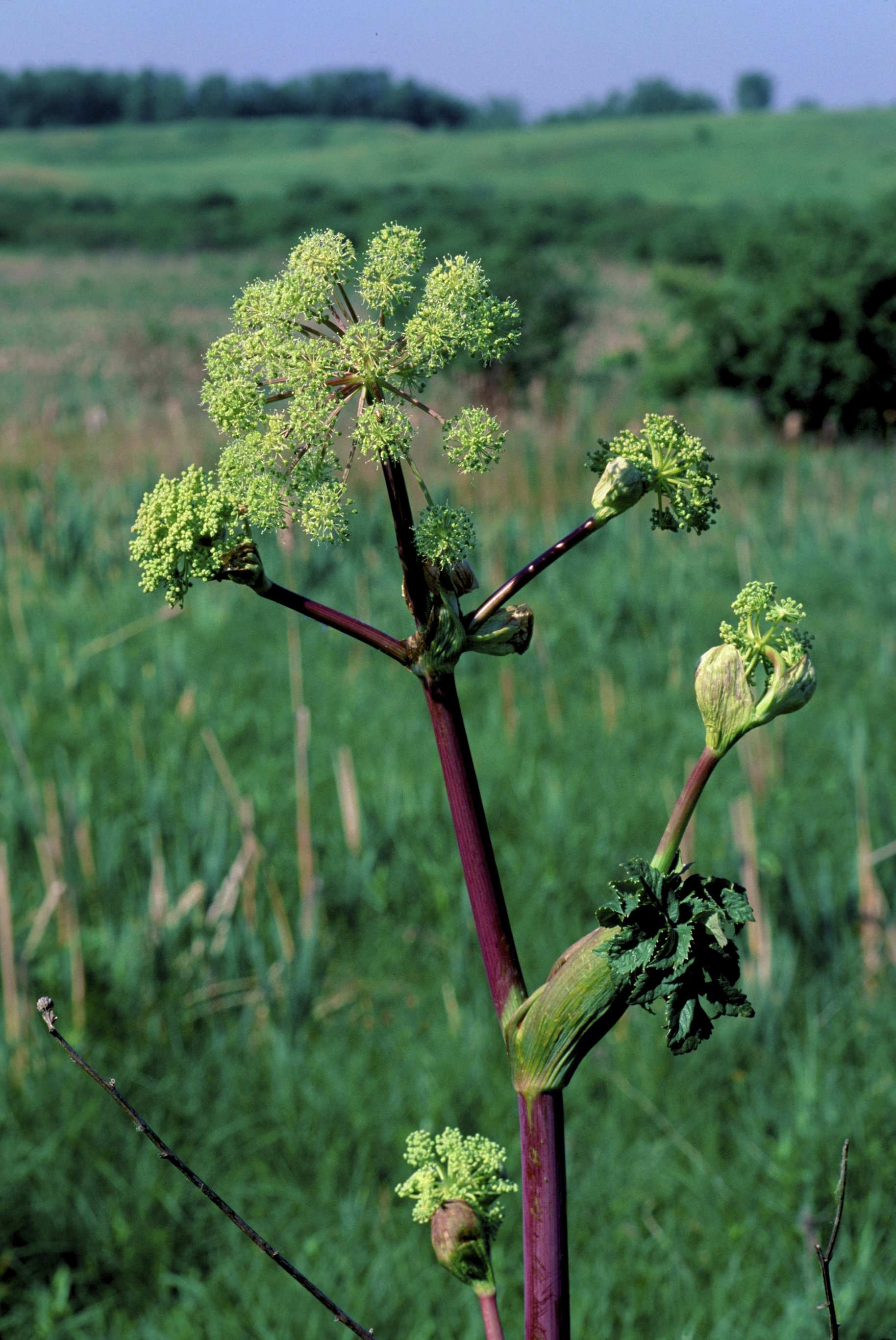 Great Angelica