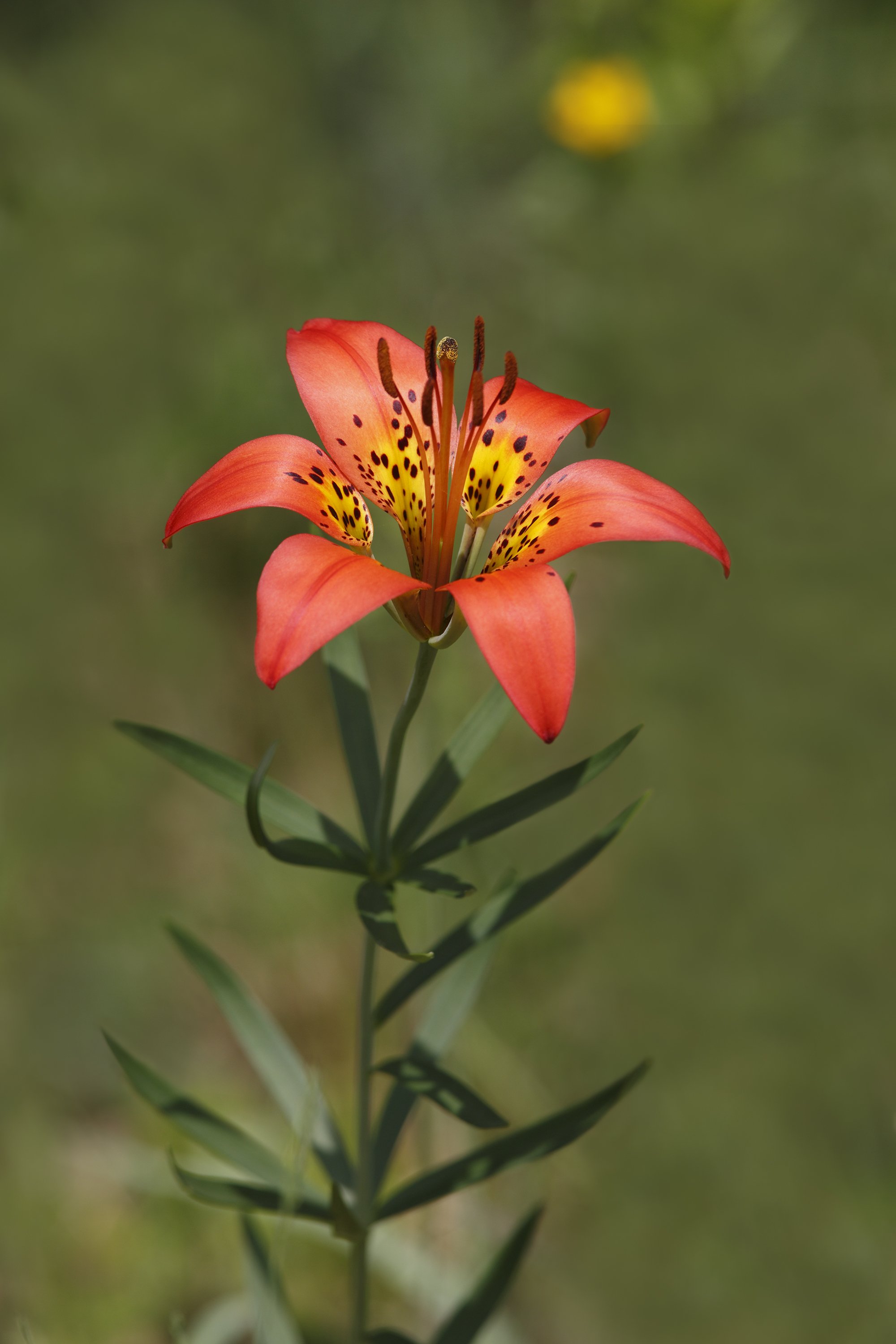 Prairie Lily