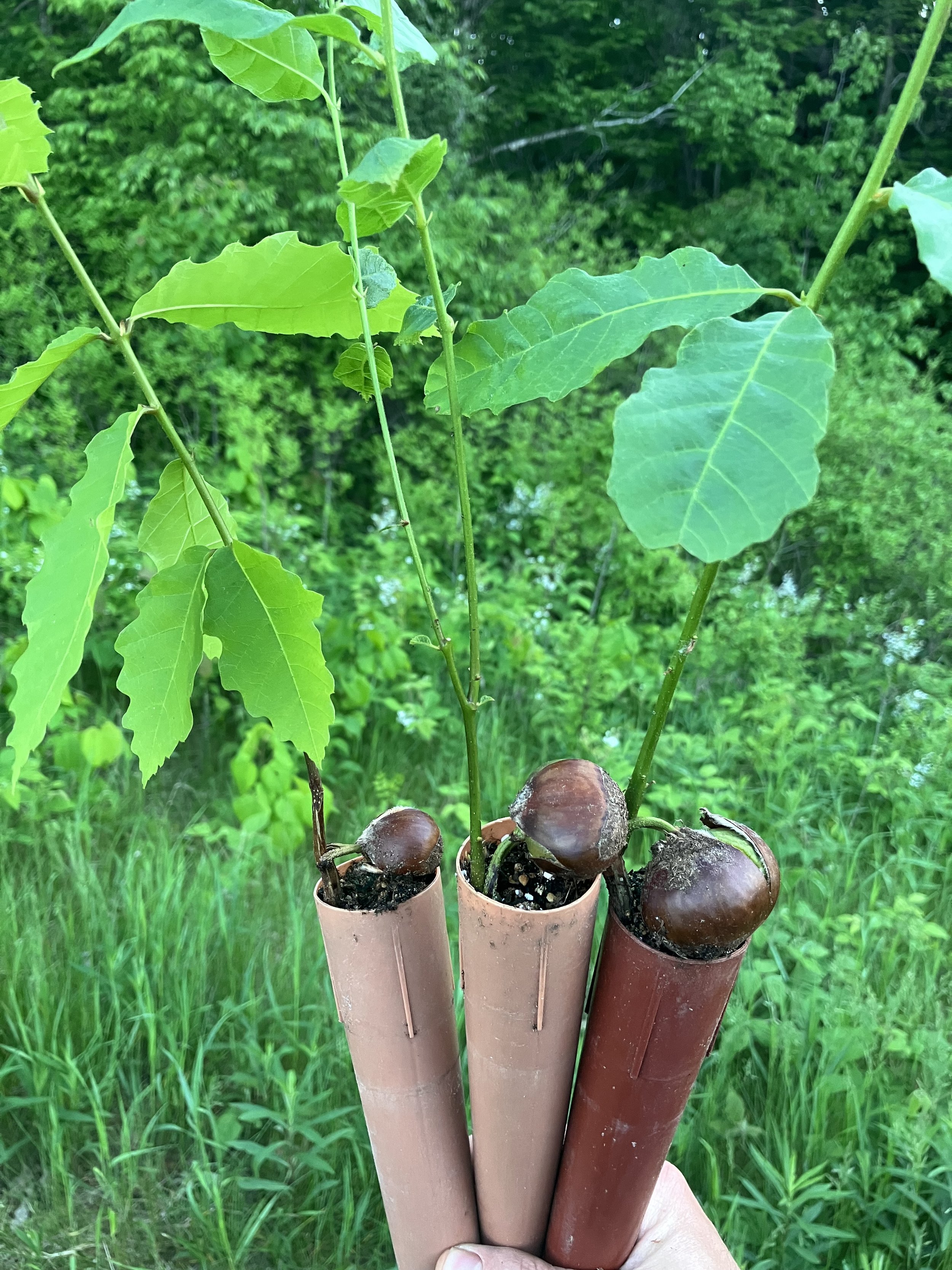 birch grove 1.jpg